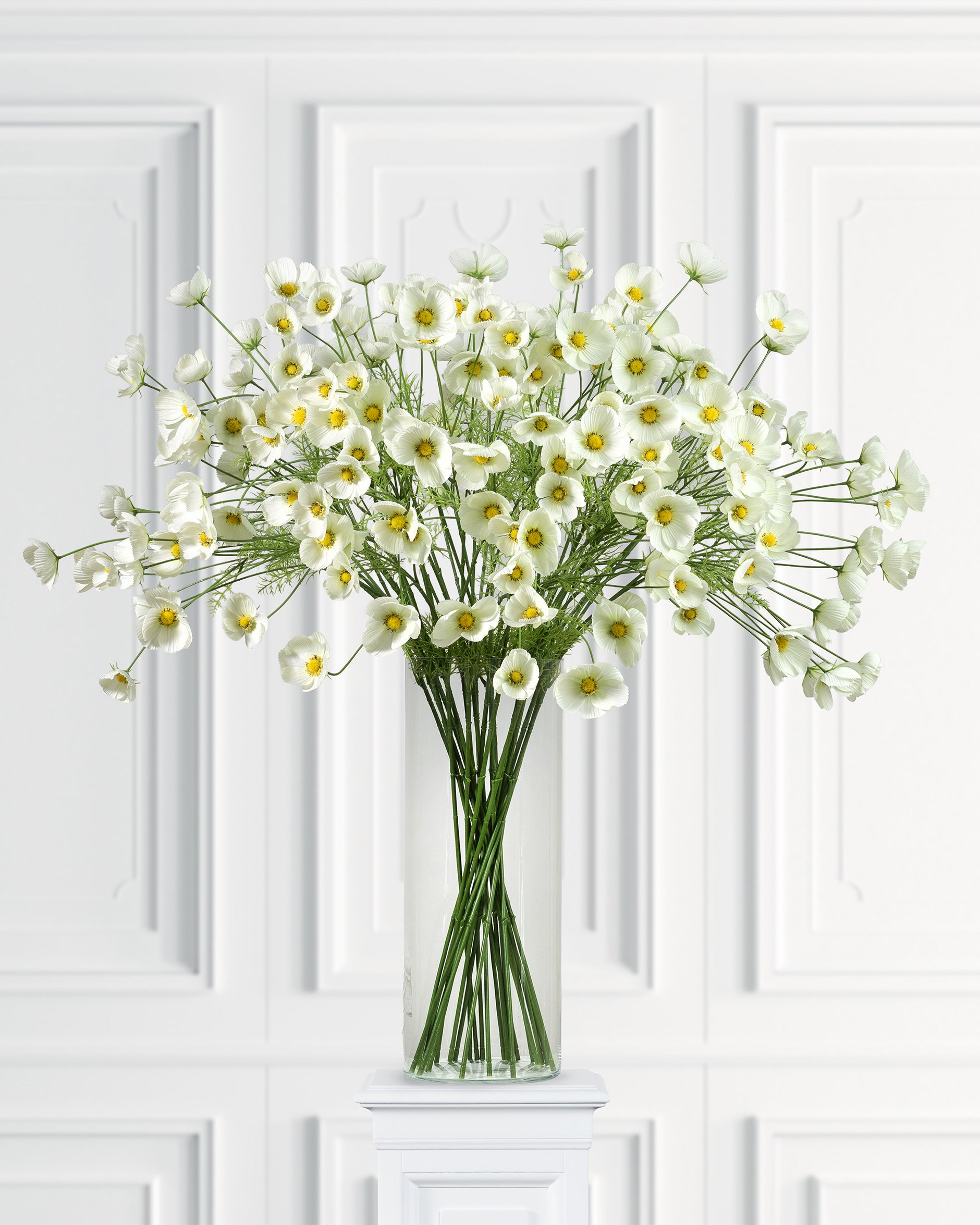 Cosmos Cut Flower White