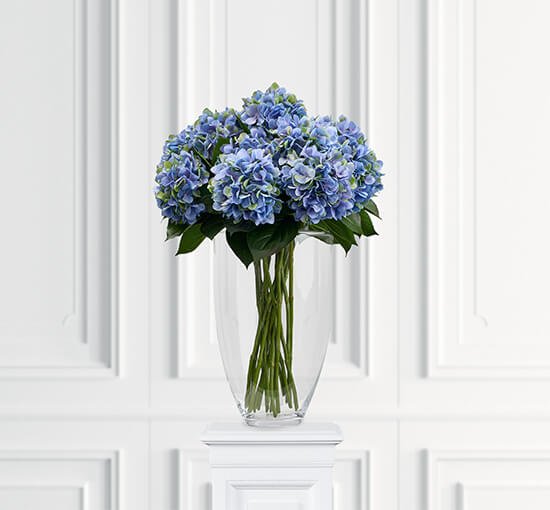 Hydrangea Cut Flower Blue/Green