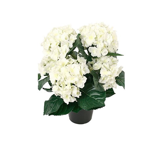 Hortensia potteplante hvid