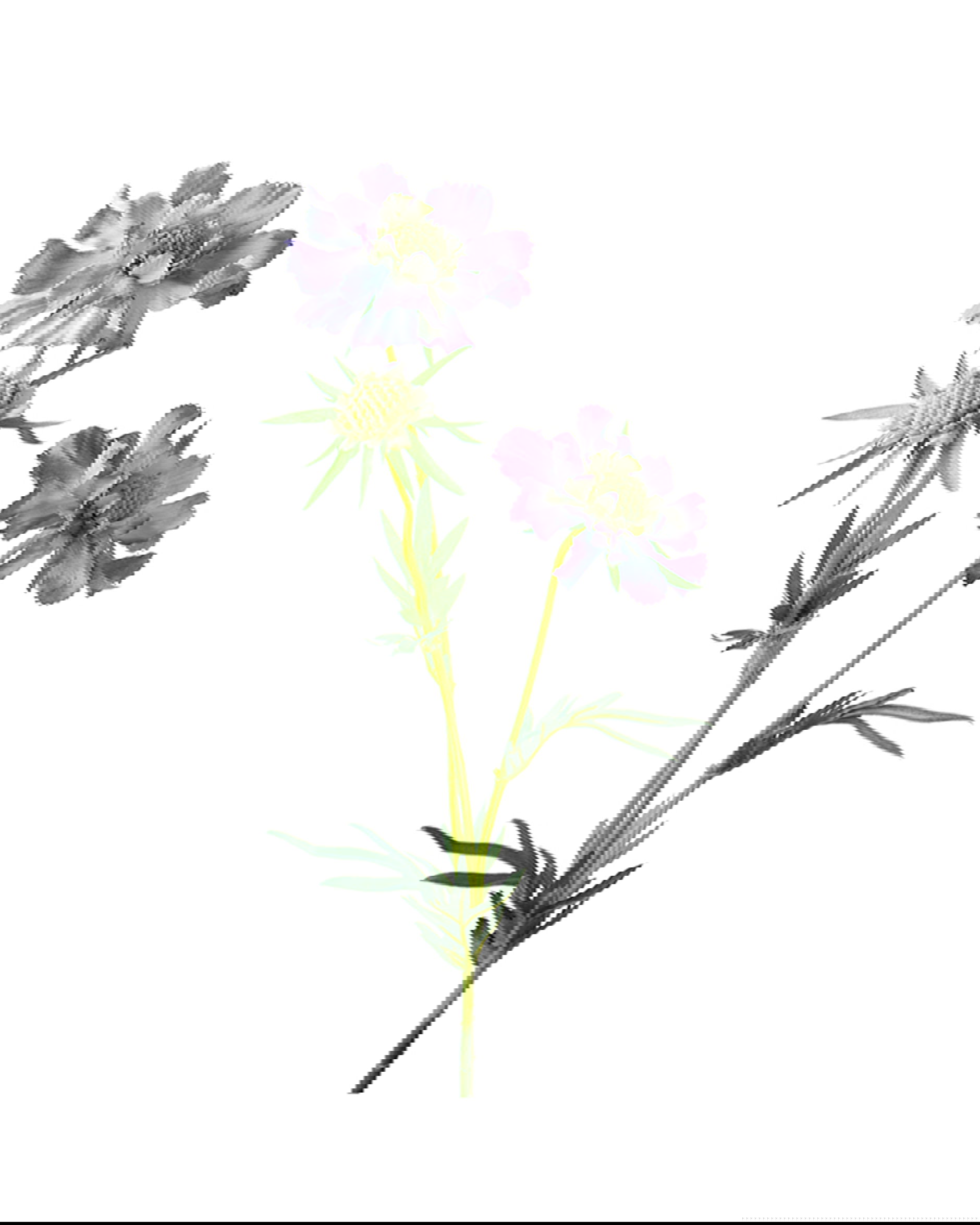 Scabiosa snittblomma blå