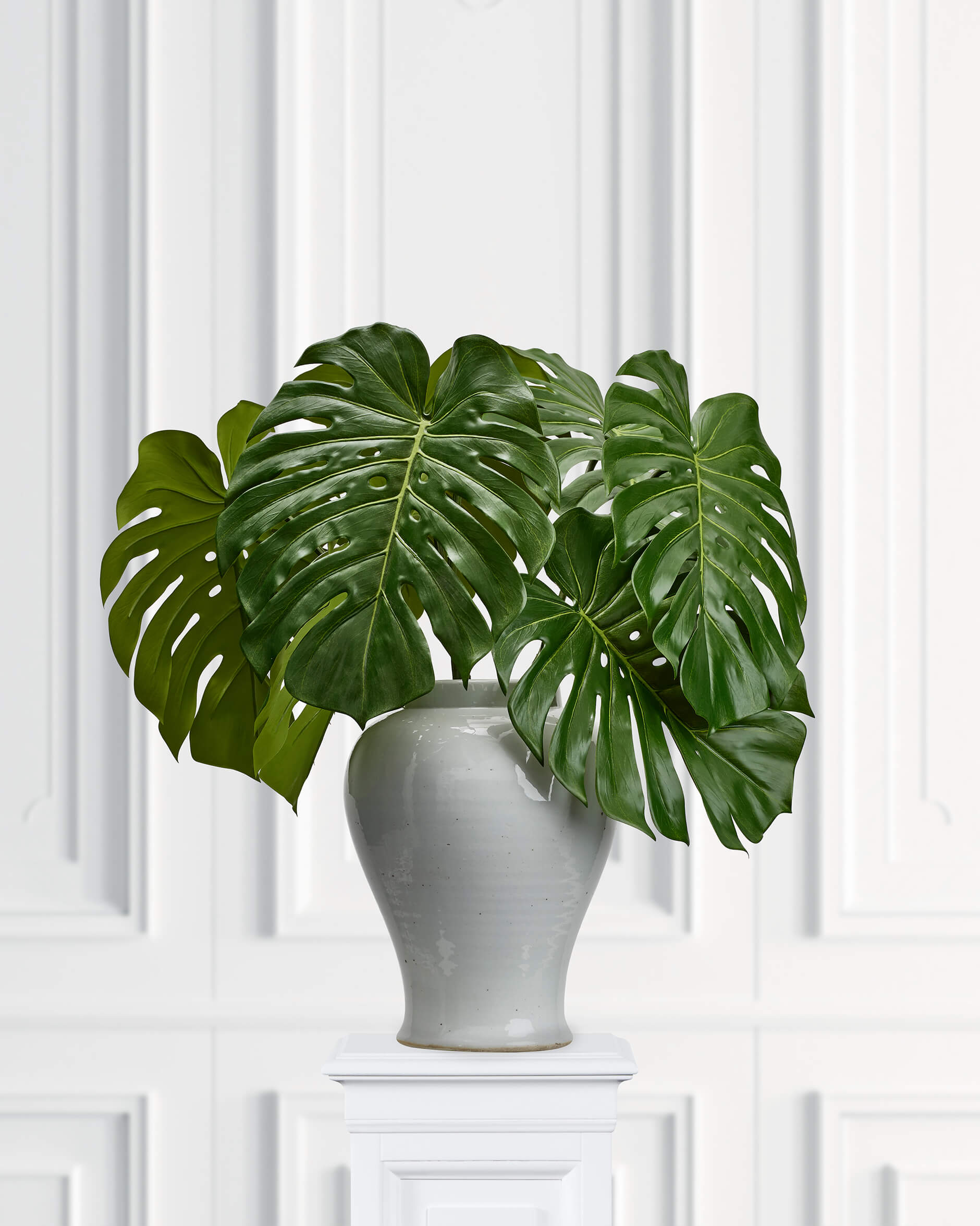 Monstera snittblomma grön