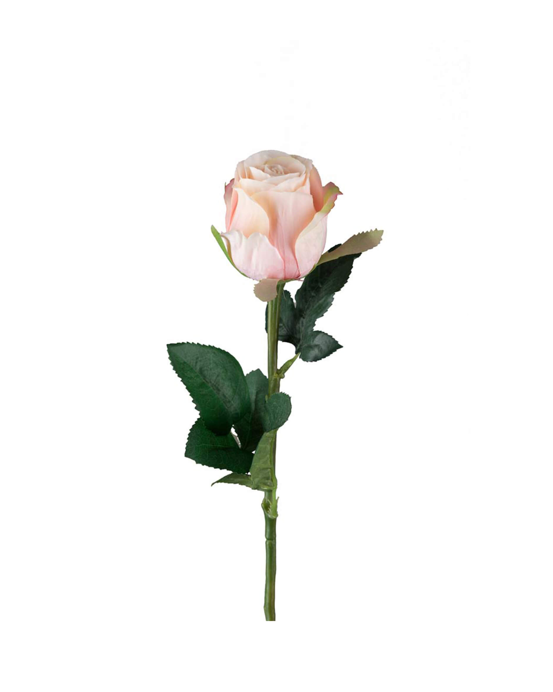 Ros snittblomma ljusrosa