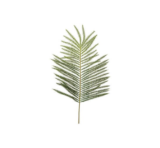 Fir Spruce Sprig Green