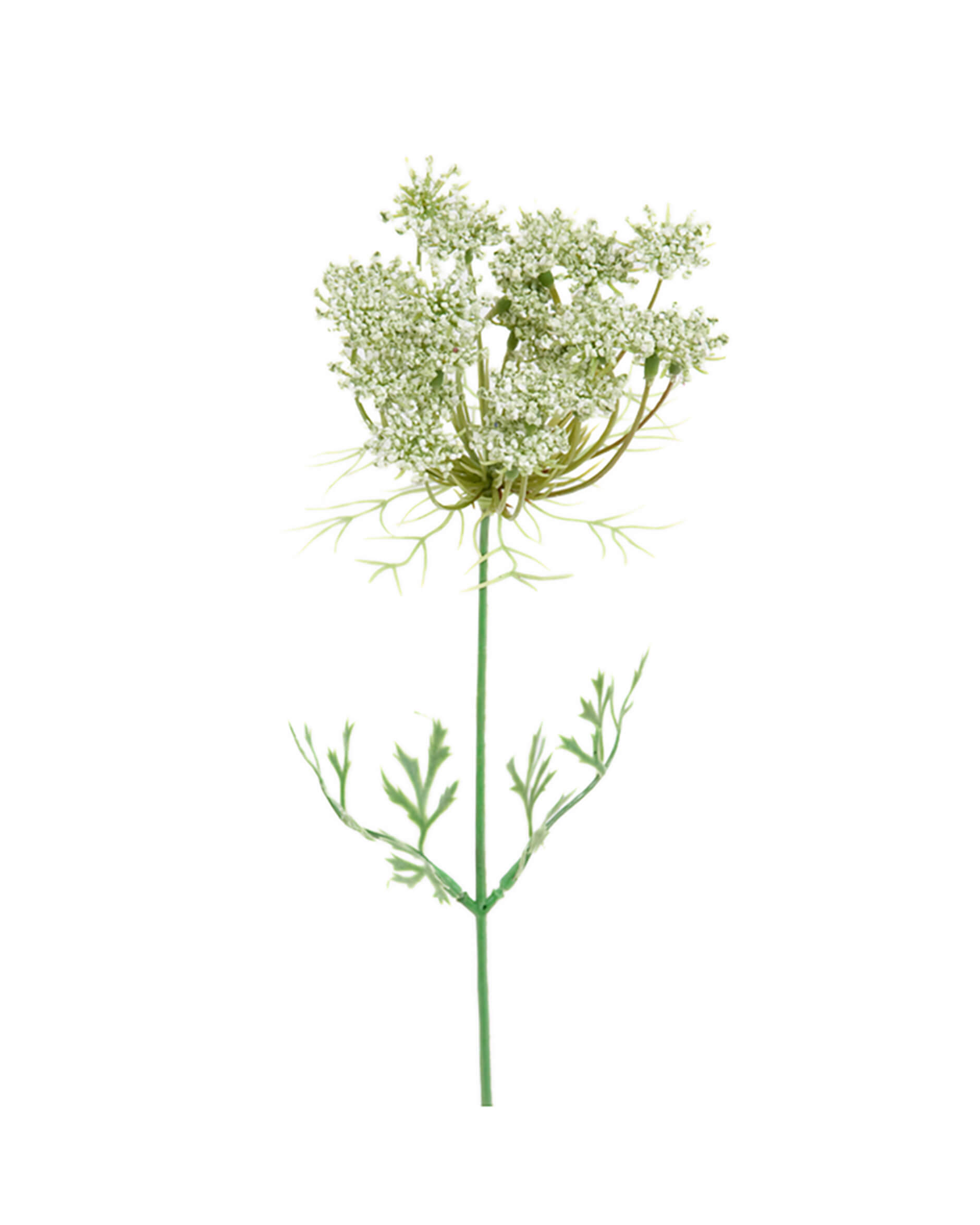 Trachelium leikkokukka valkoinen OUTLET