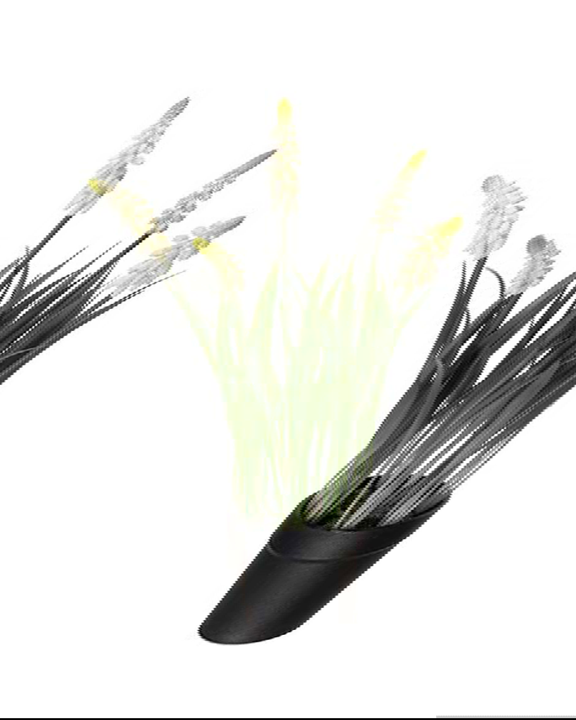 Parelhyacint potplant wit