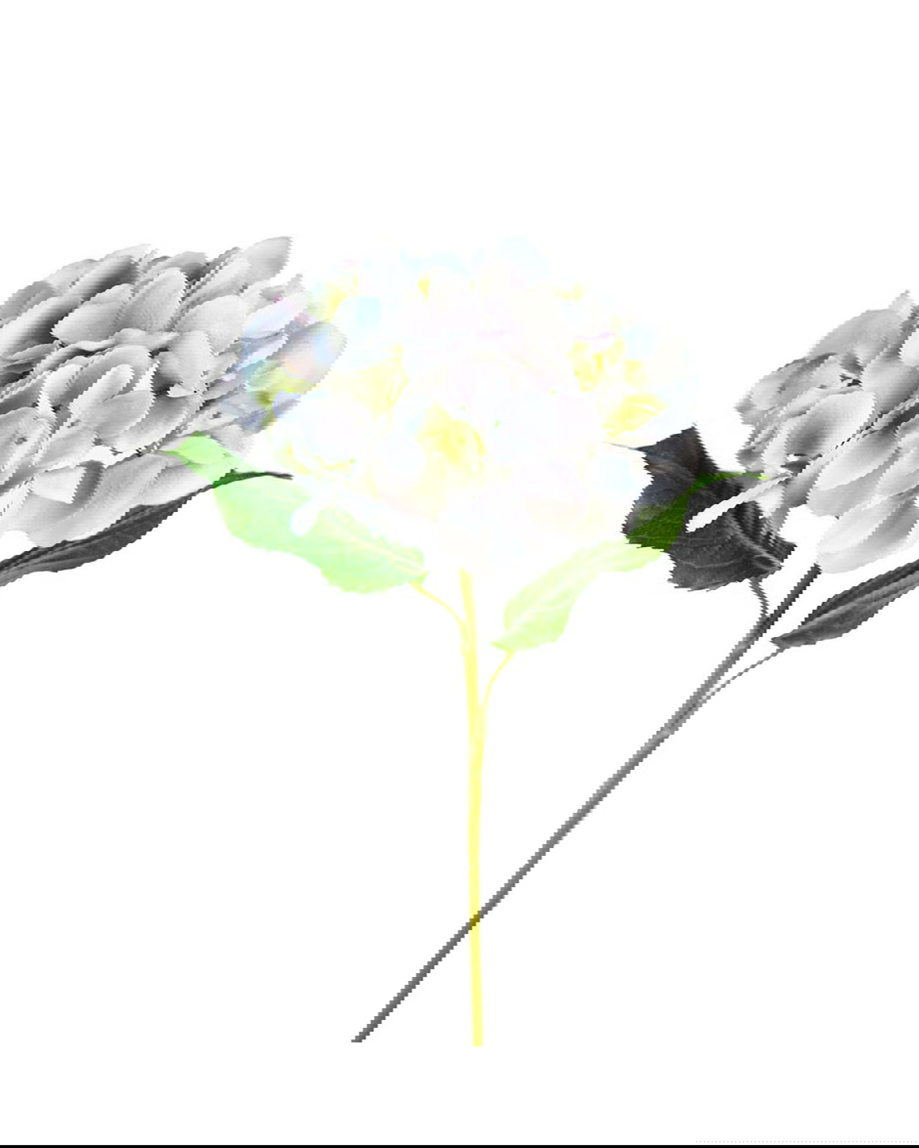 Hortensia snittblomma blå