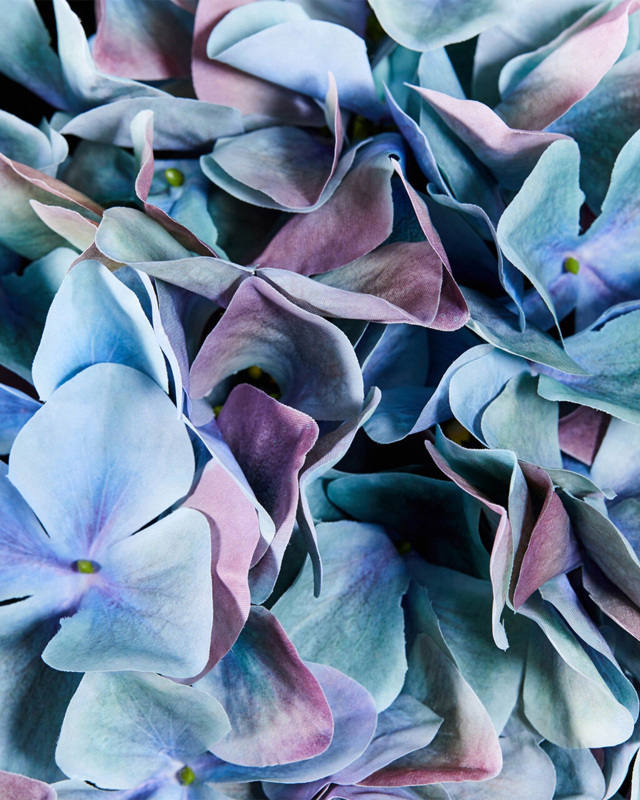 Hortensia snittblomma blå