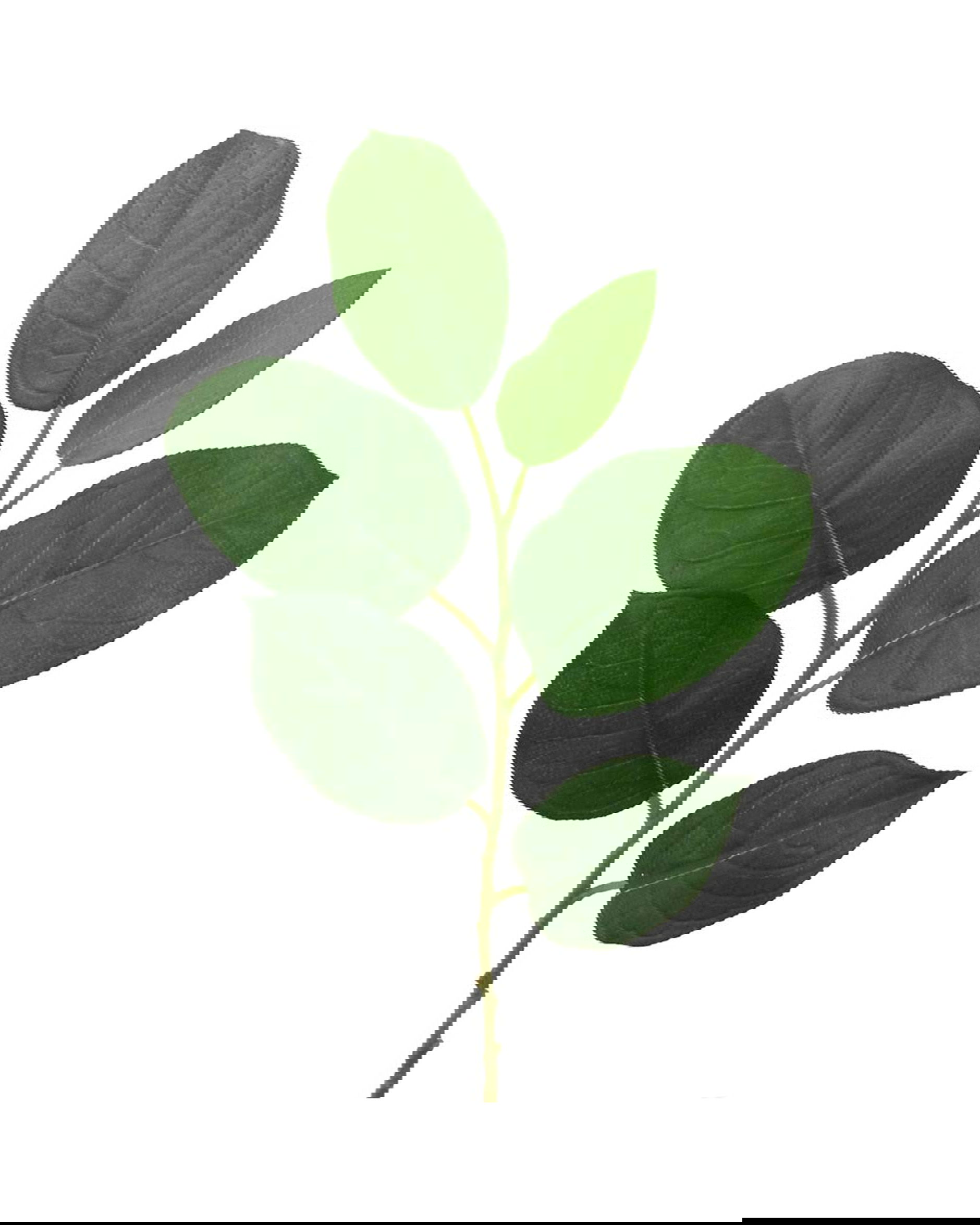 Bladtak snijbloem groen