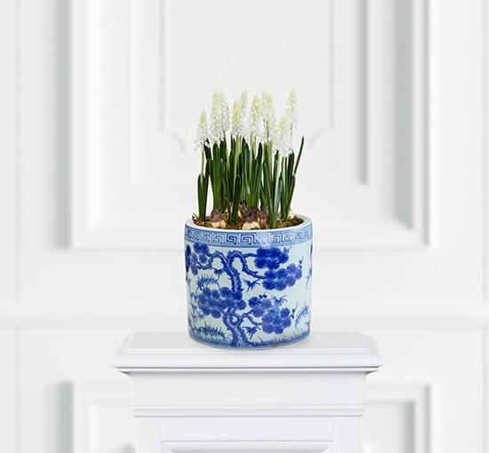 Weiß - Grape Hyacinth Potted Plant White