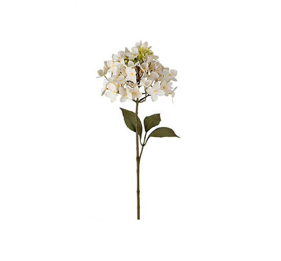 null - Hortensie Schnittblume Cream