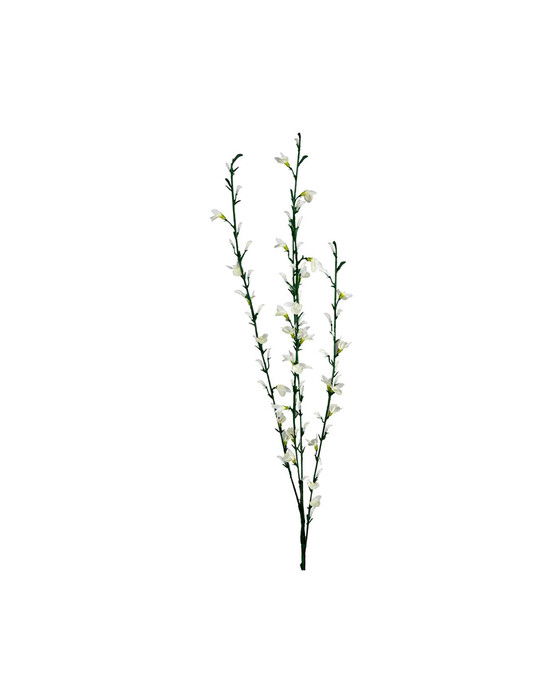 Ginst afskåret blomst hvid