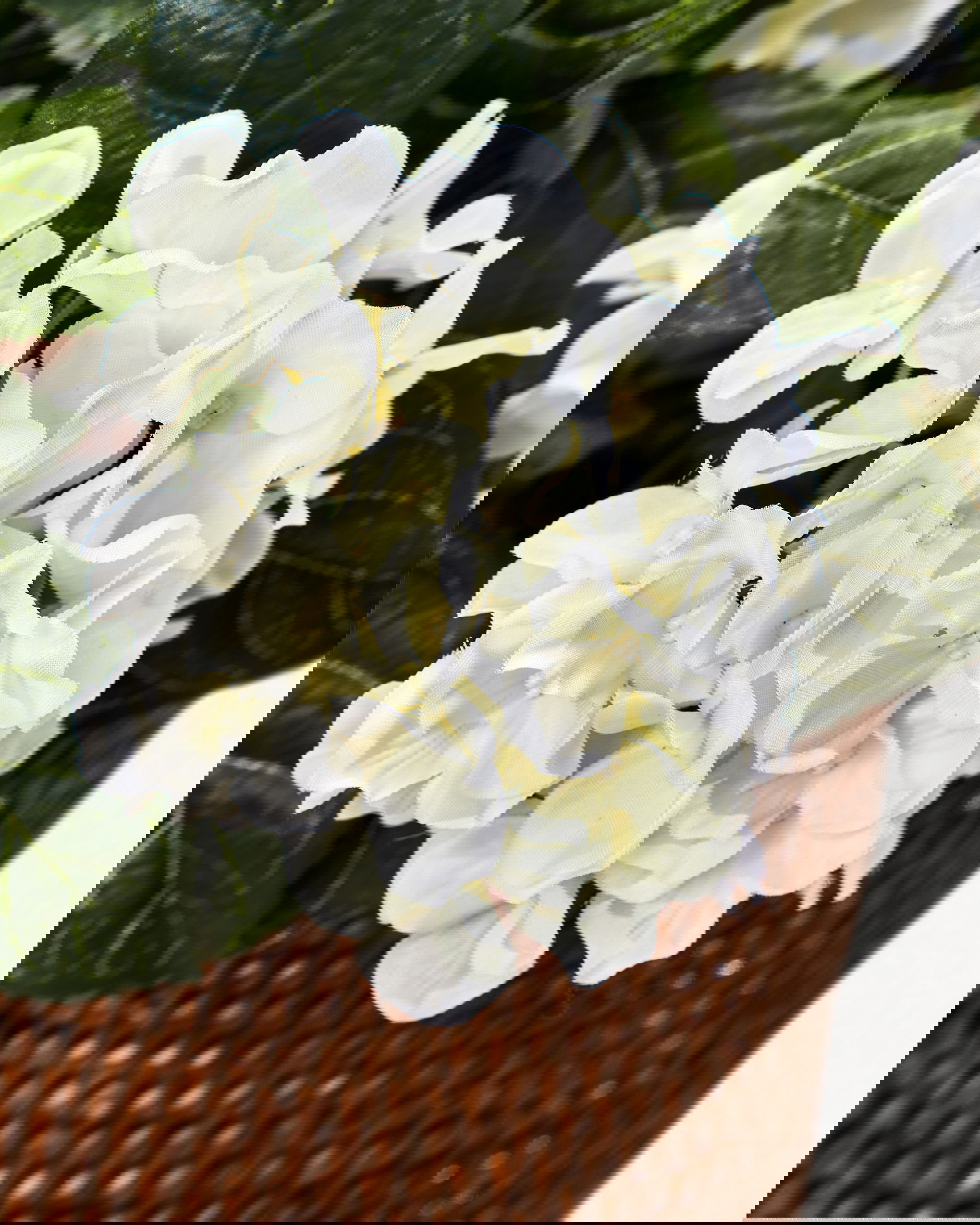 Hydrangea potted plant white