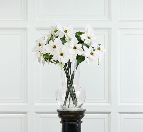 White - Poinsettia Cut Flower Burgundy