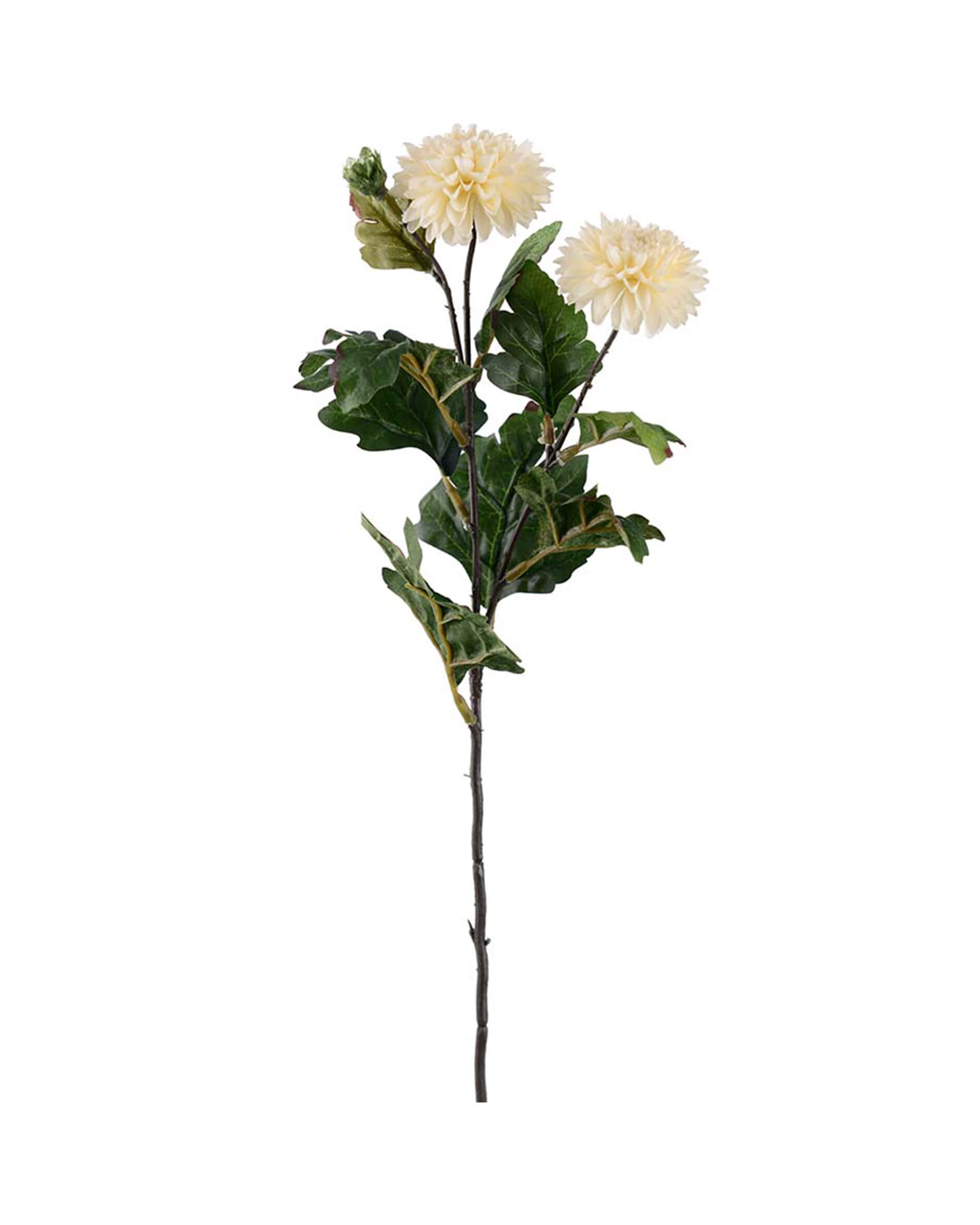 Chrysanthemum snittblomma off-white