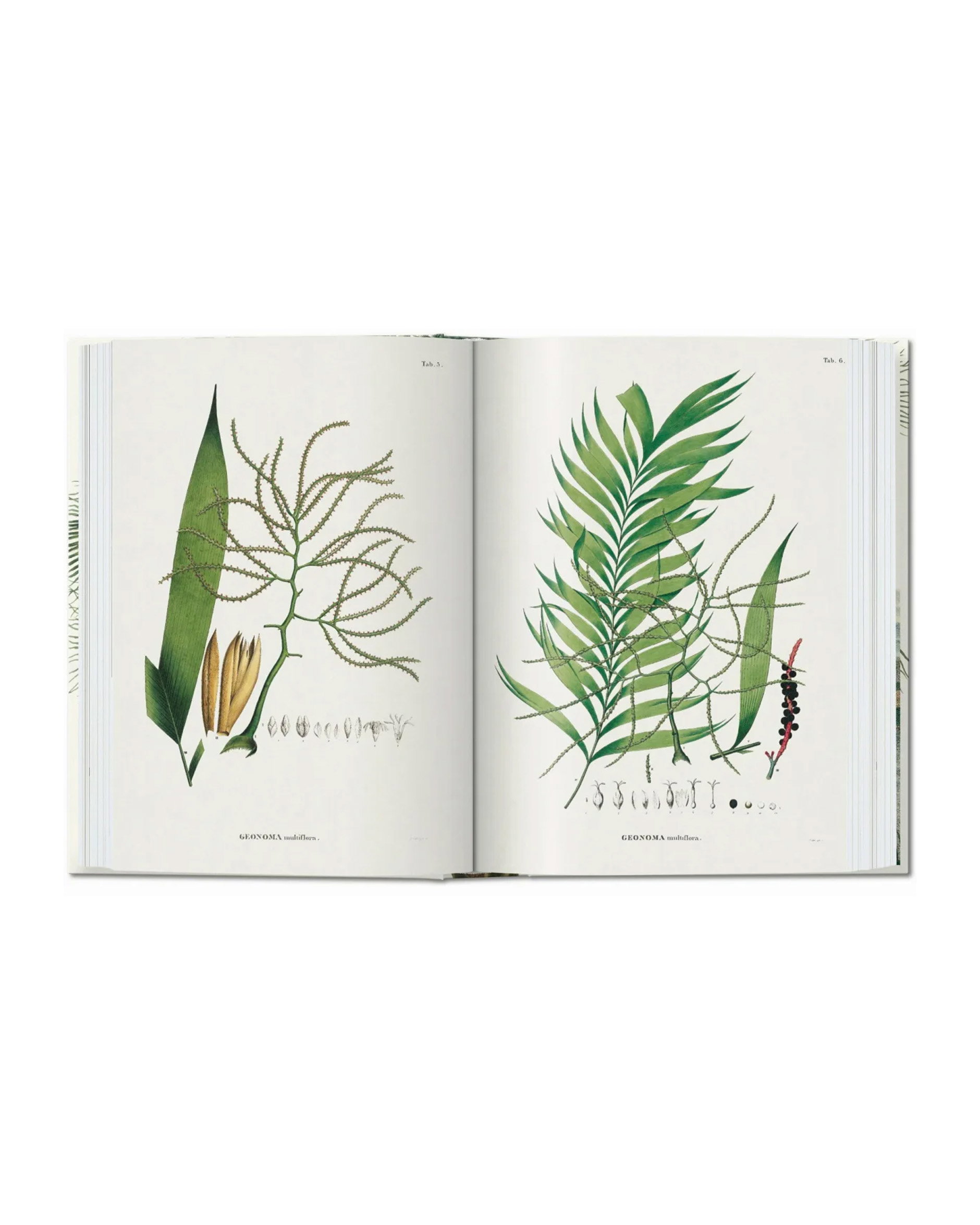 The Book of Palms. 45th Edt.