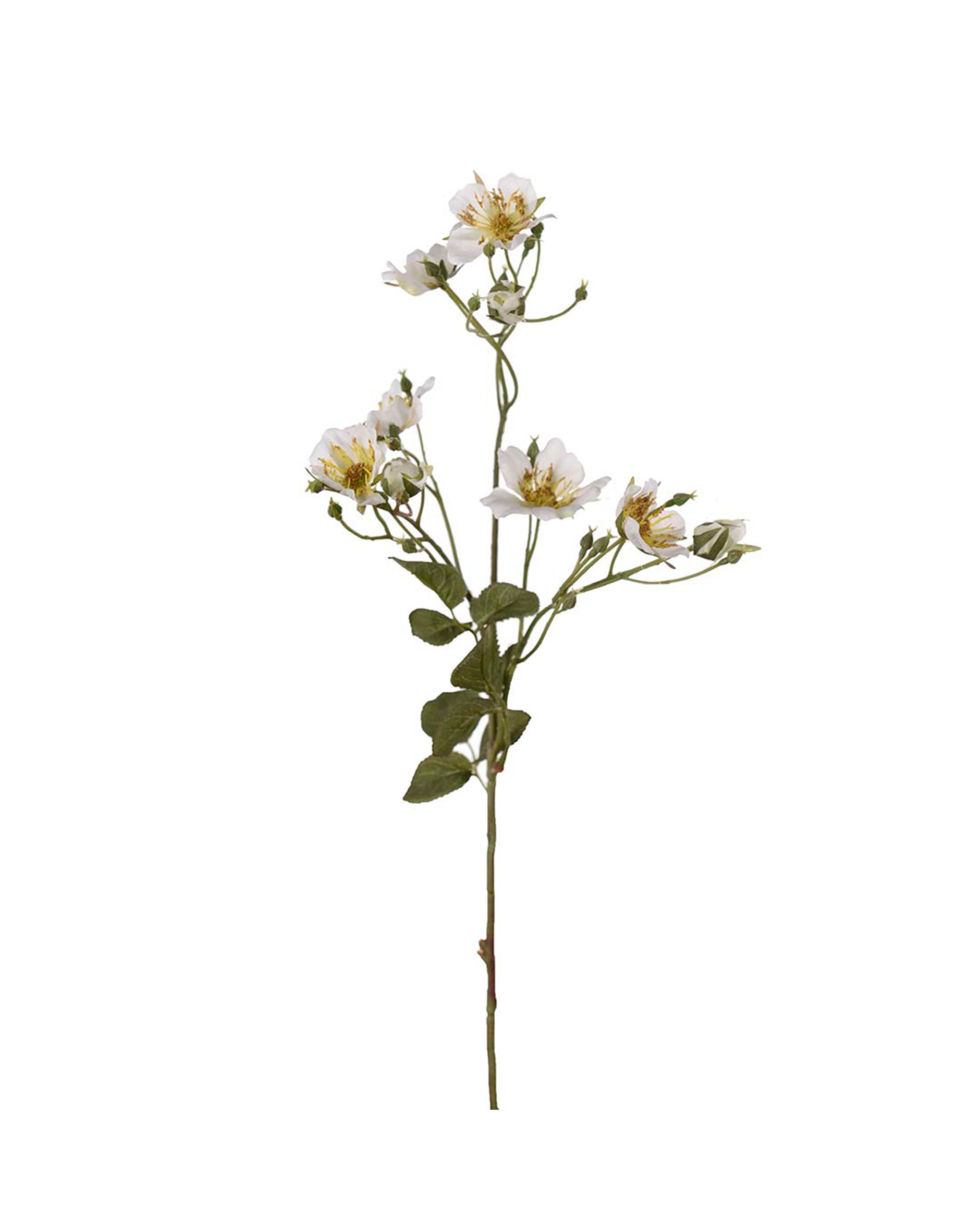 Japanese climbing rose cut flower white