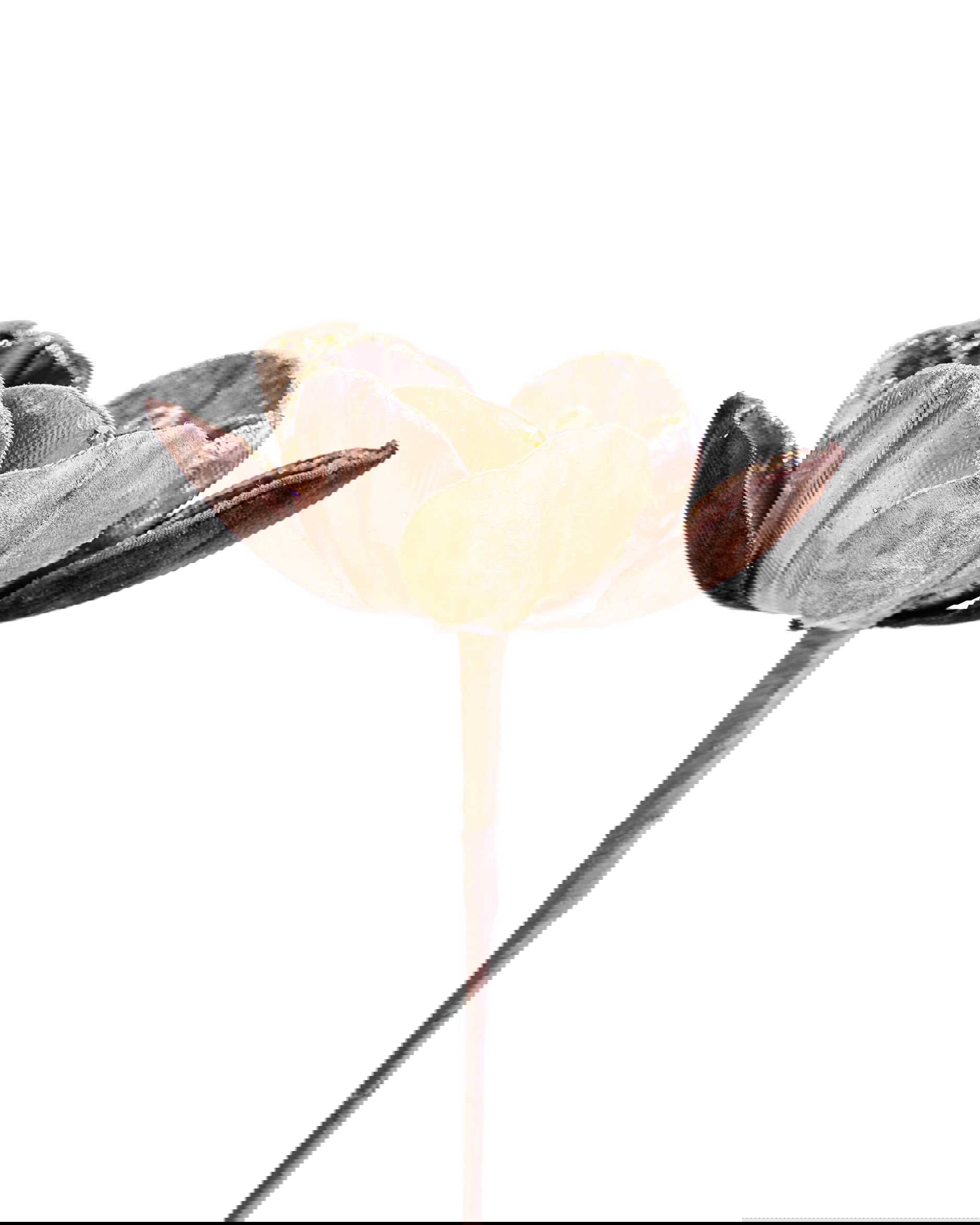 Magnolia Pearl decoratietak bruin