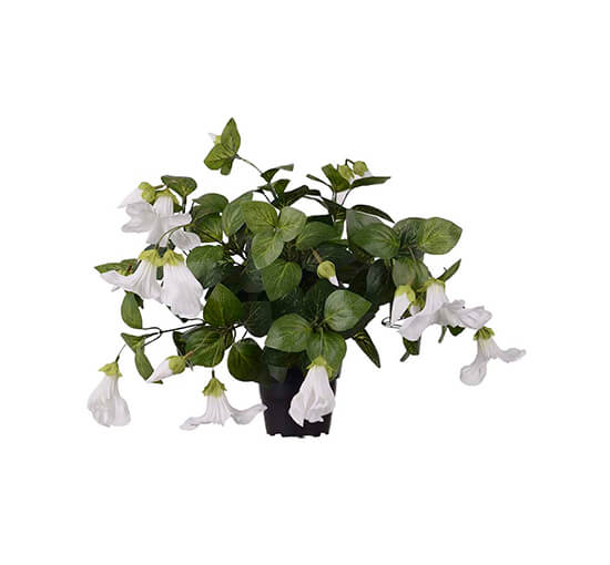 Weiß - Petunia Potted Plant White