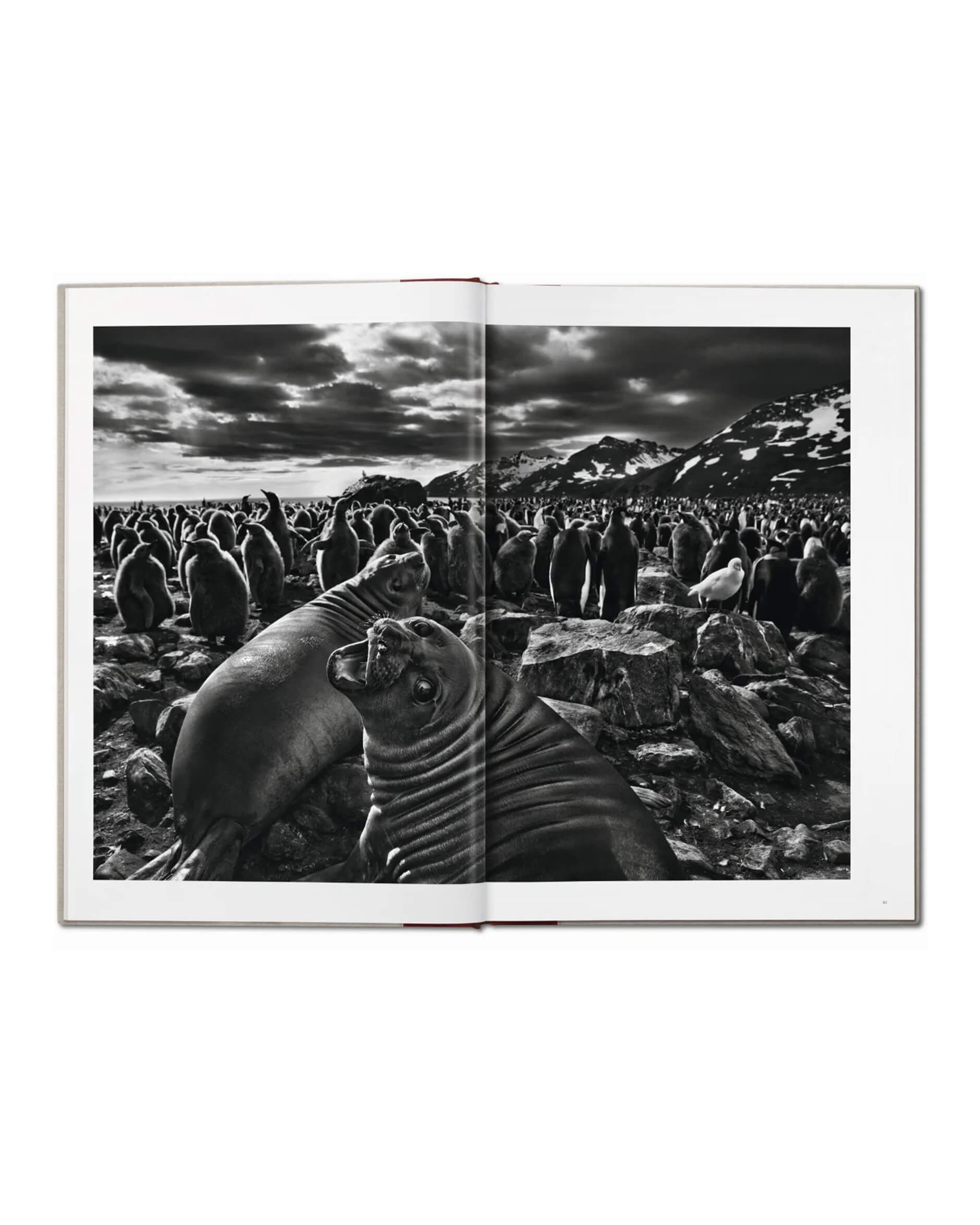 Sebastião Salgado Genesis SUMO