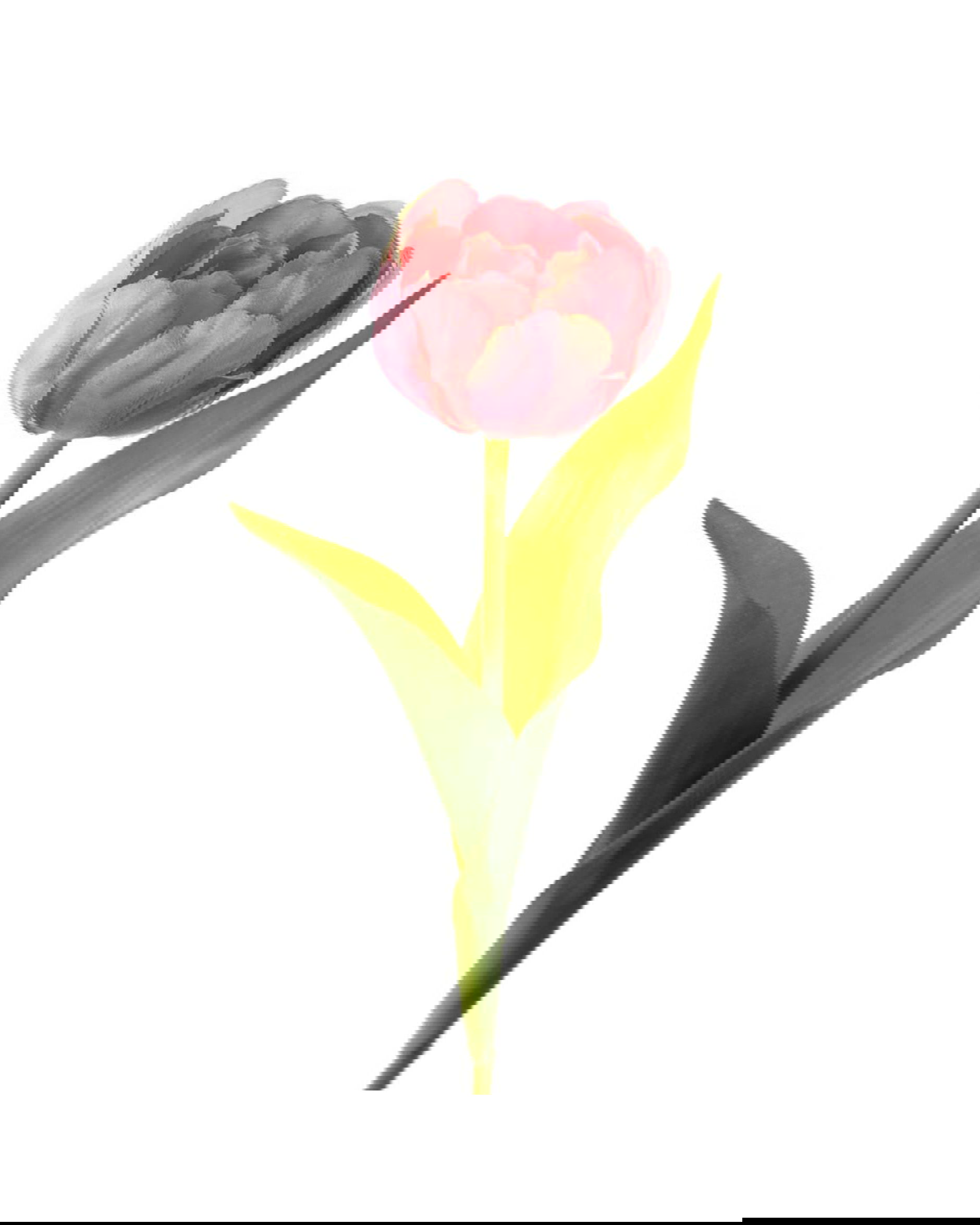 Snijtulp roze Donkerroze