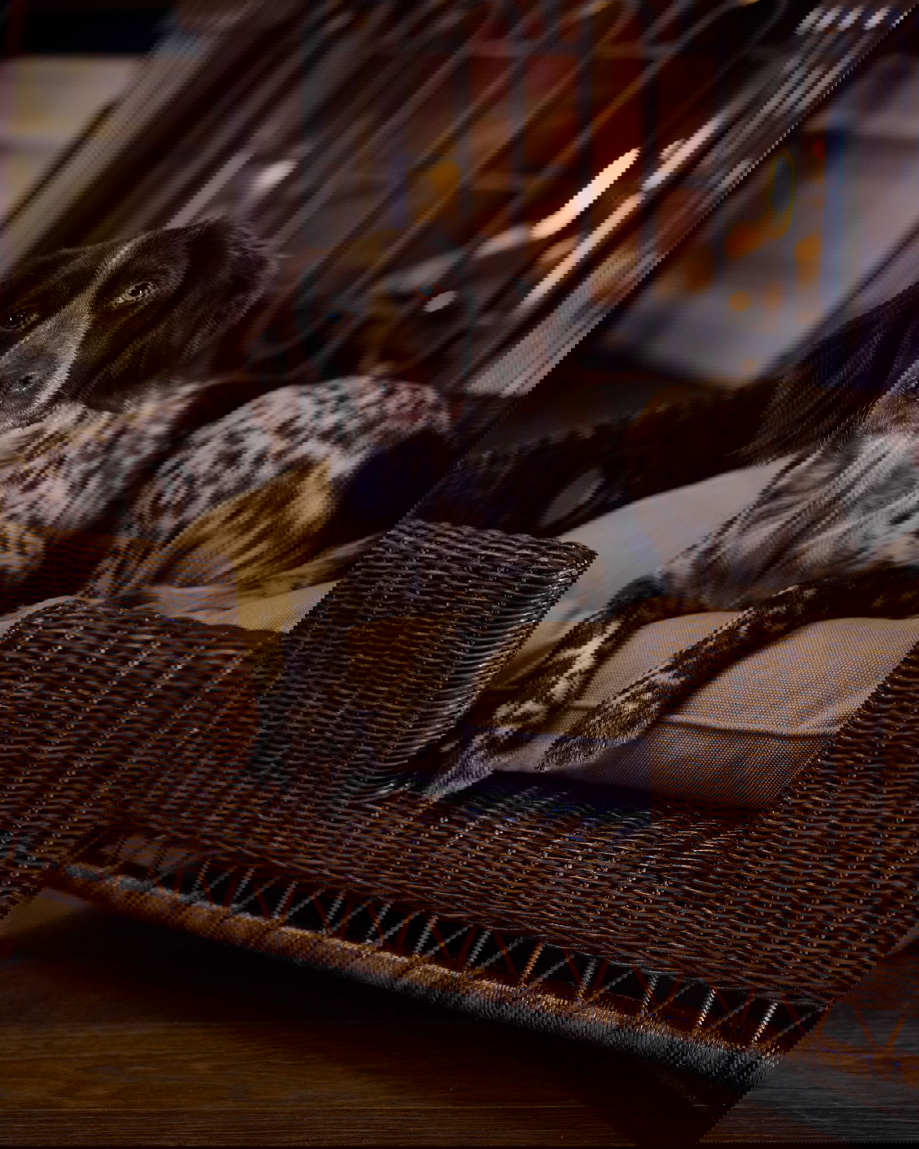 Cognac Dog Bed rattan