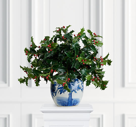 Holly kristtorn – afskåret plante