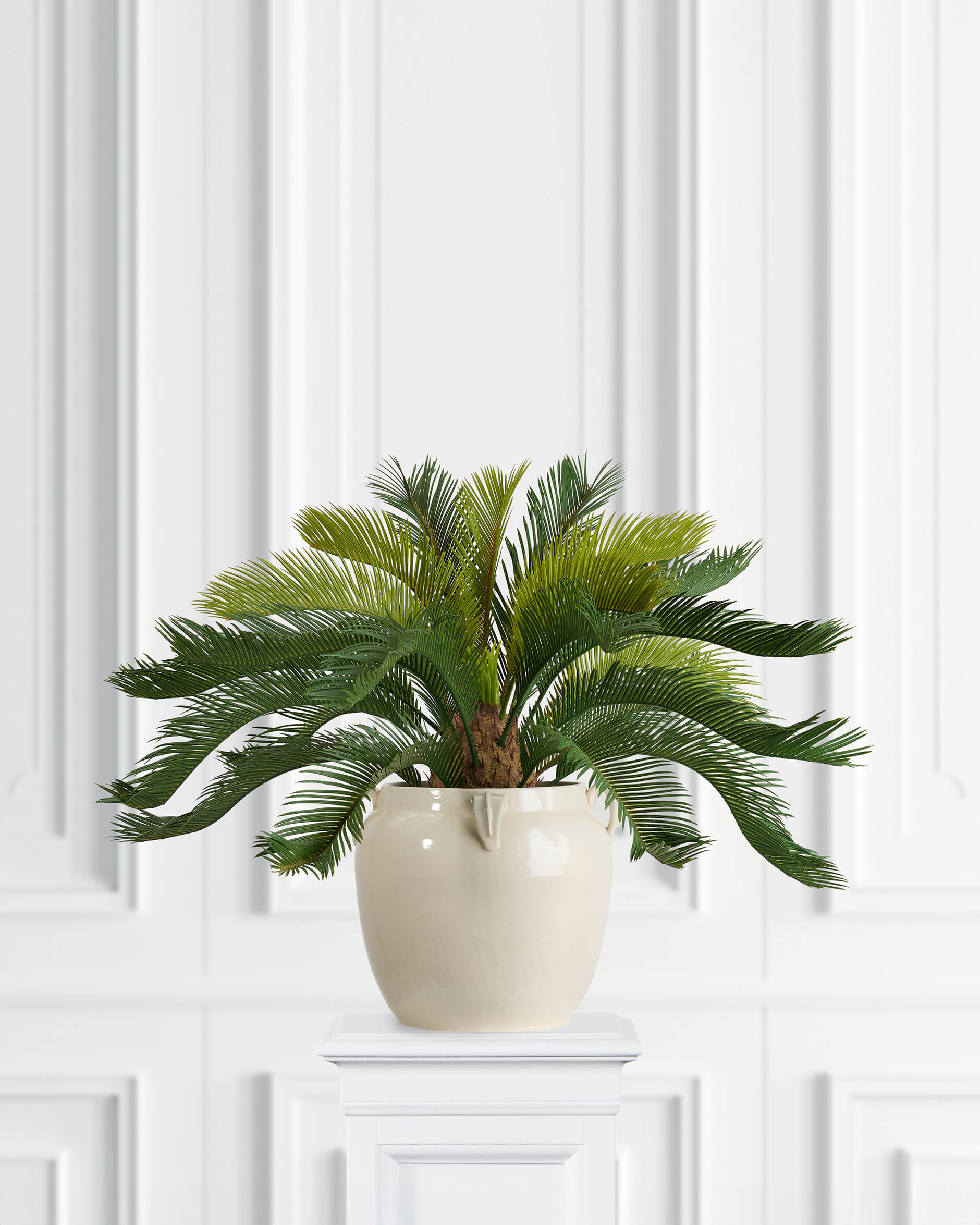 Cycas krukväxt grön