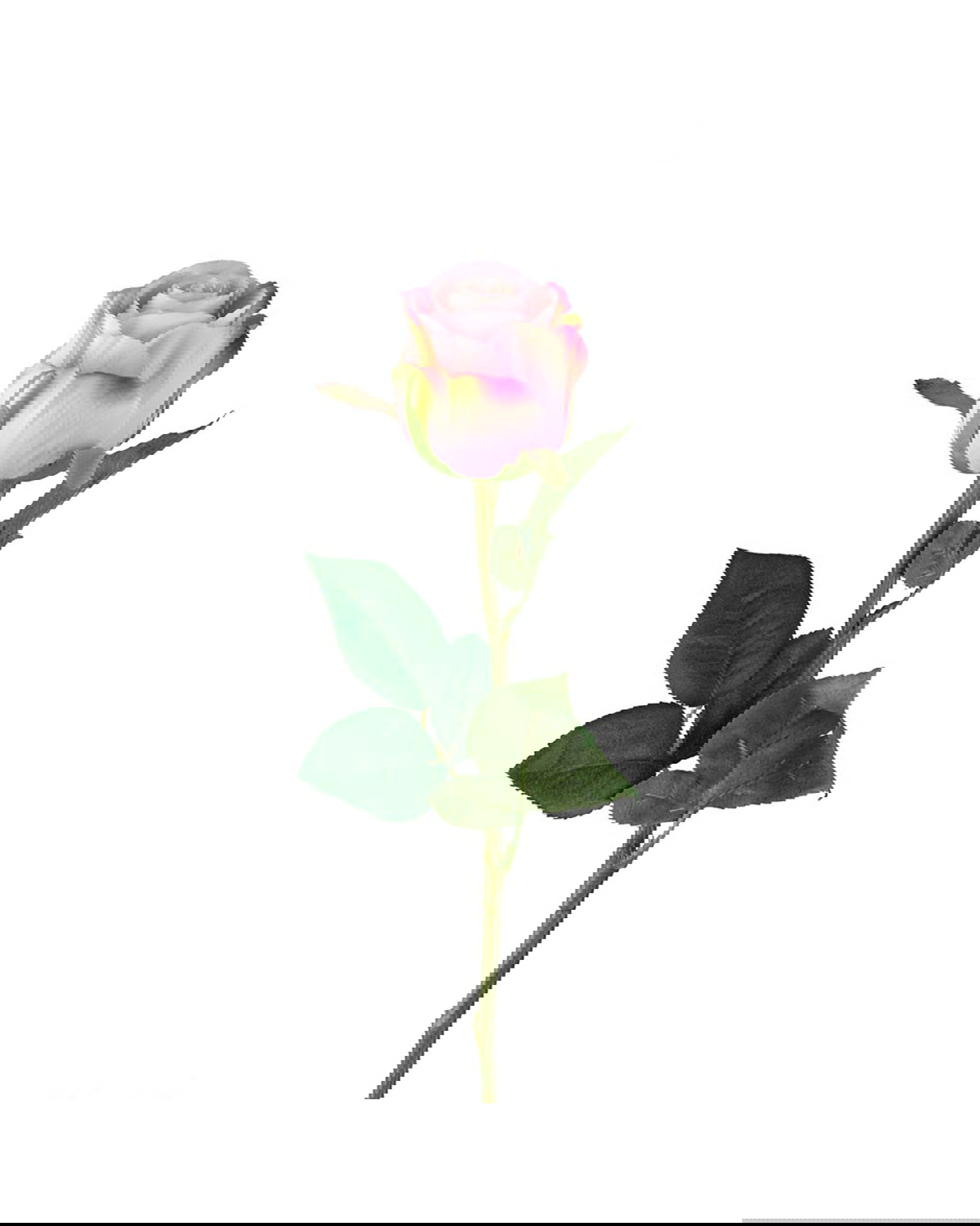 Rose Schnittblume rosa