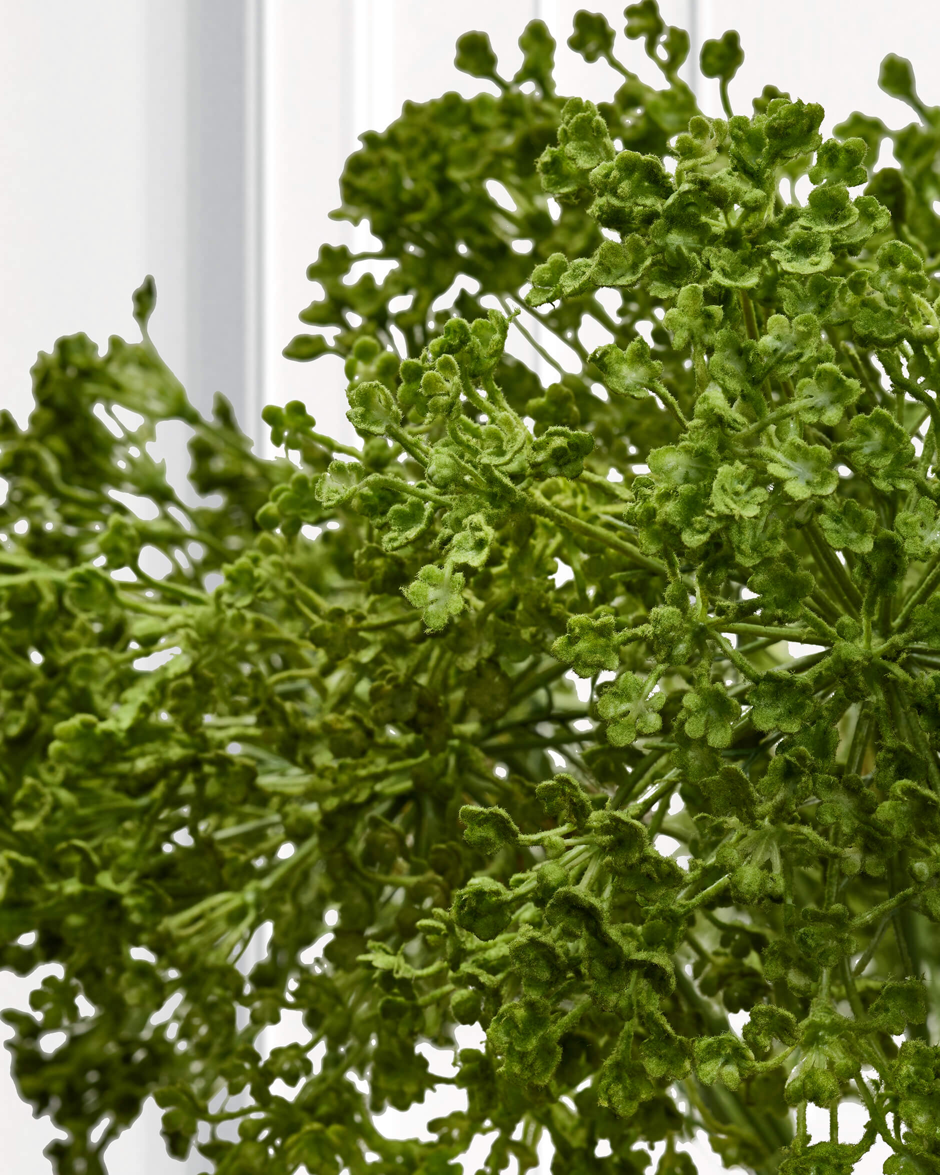 Allium snittblomma grön