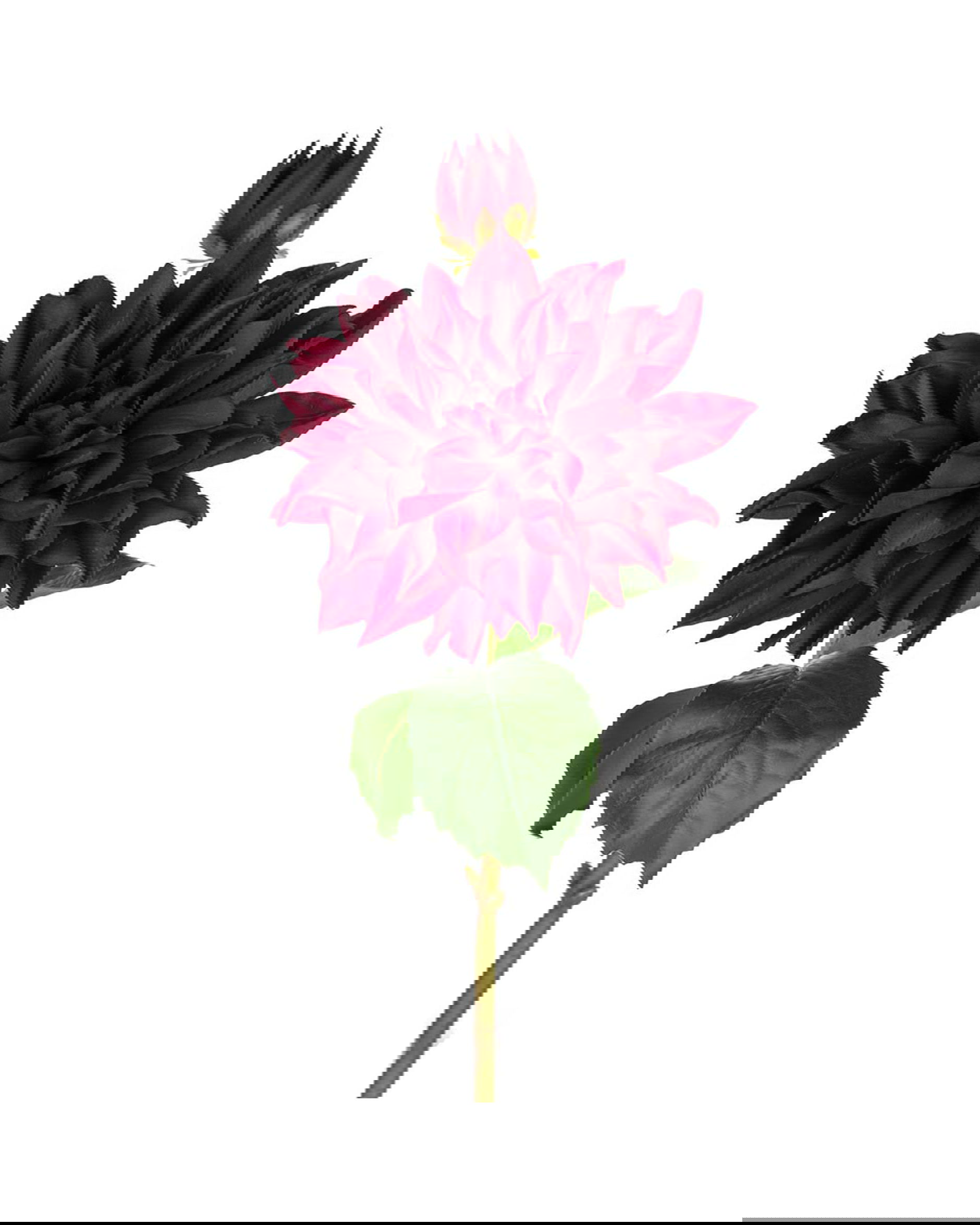 Dahlia cut flower burgundy