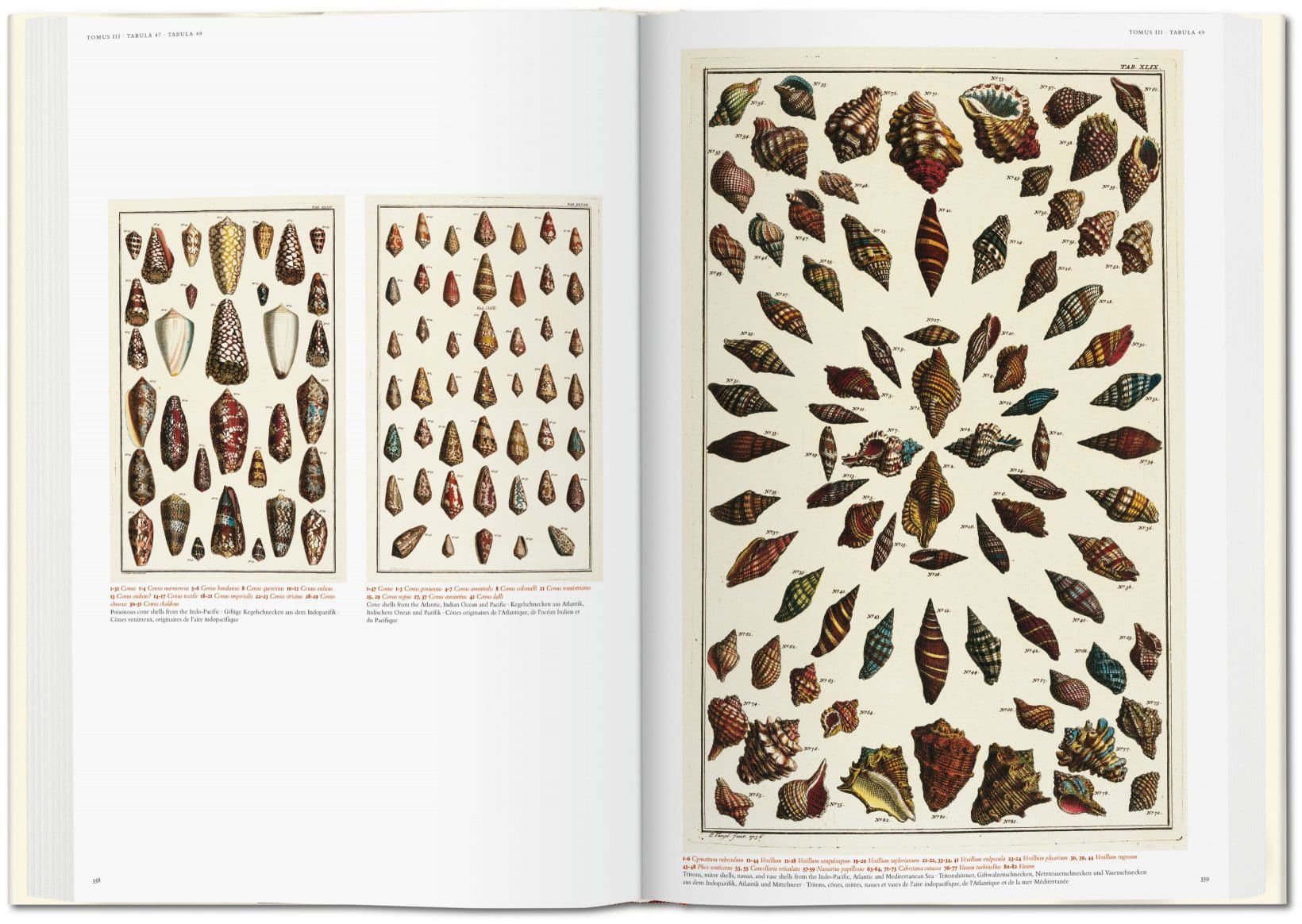 Cabinet of Natural Curiosities - Newport