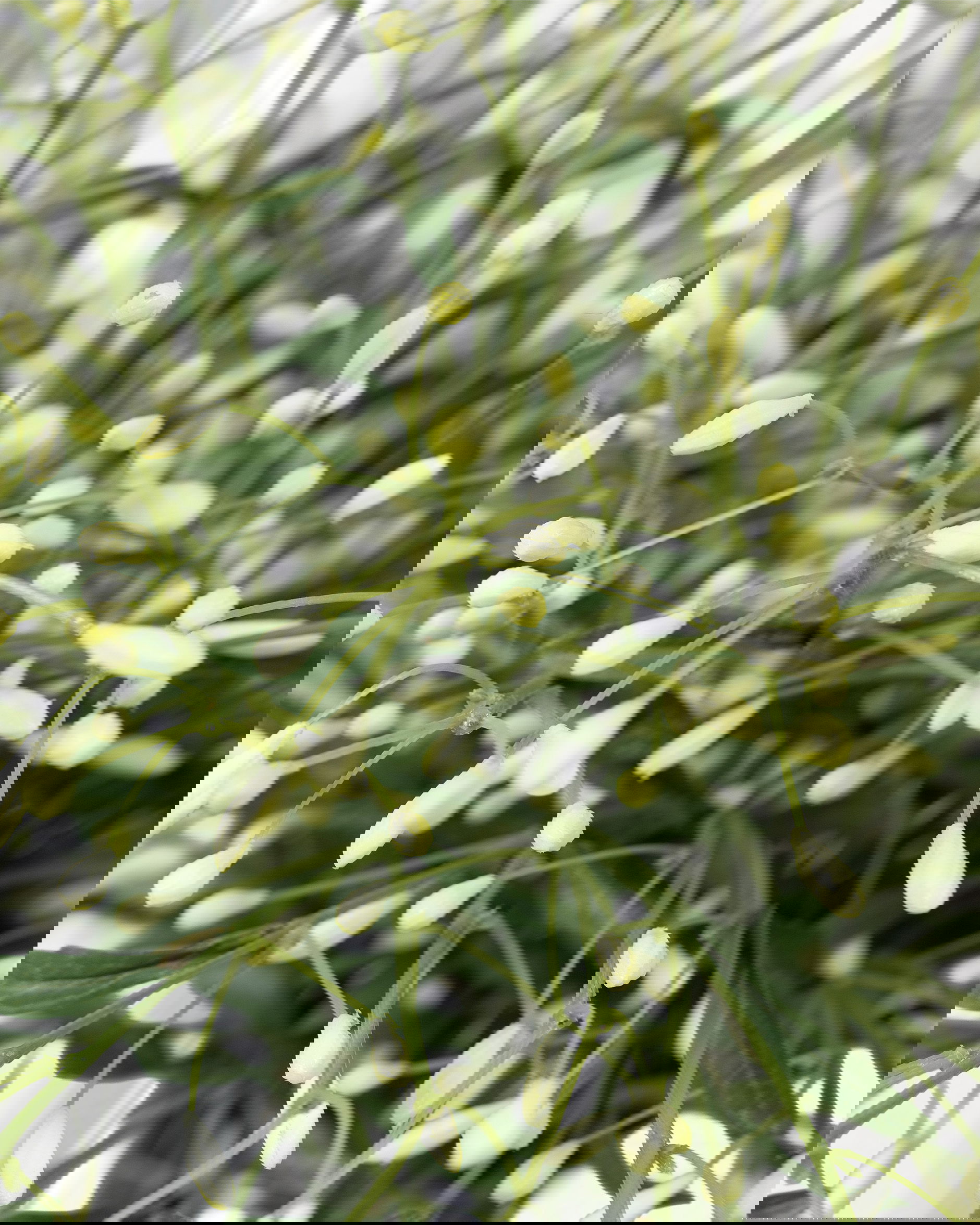 Berry Branch Cut Flower White