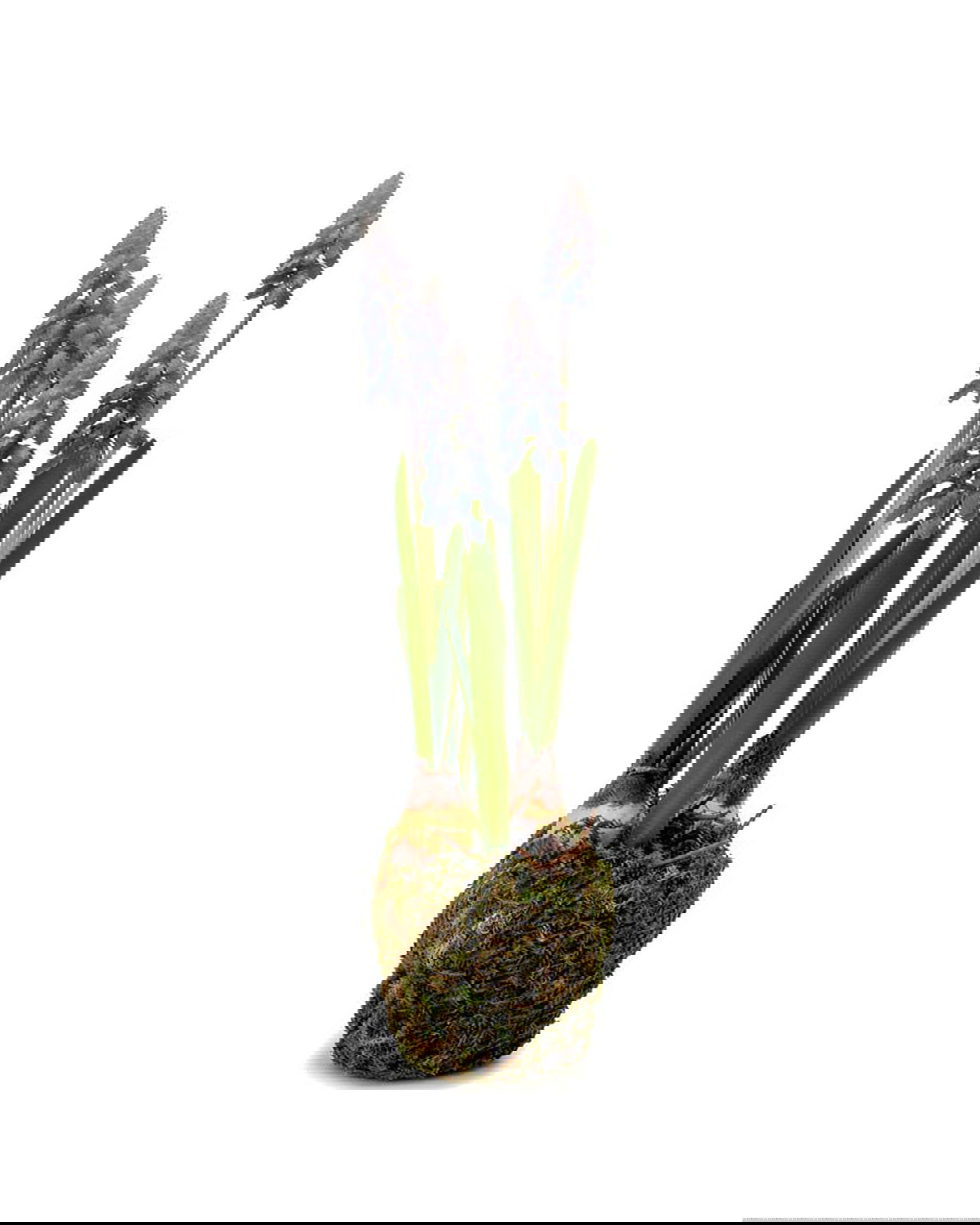 Parelhyacint potplant blauw