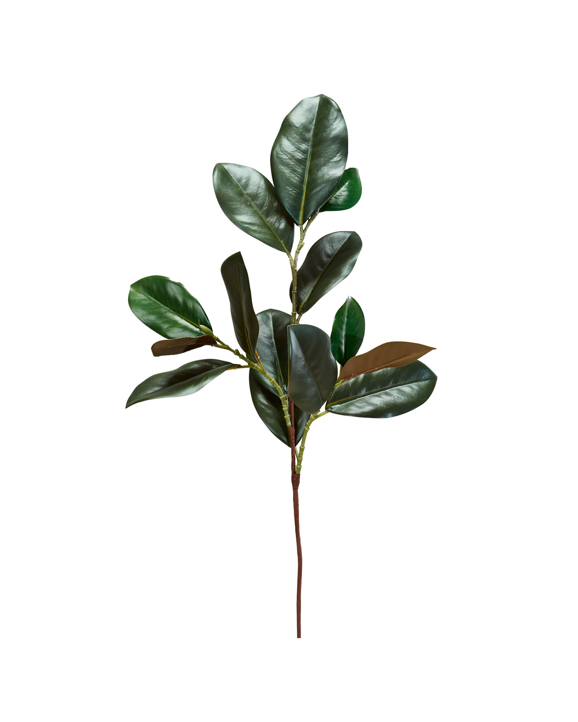 Grüner Magnolienzweig