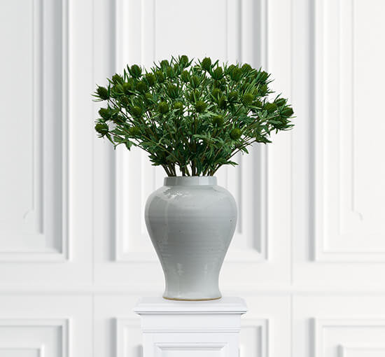 null - Thistle Cut Flower Green