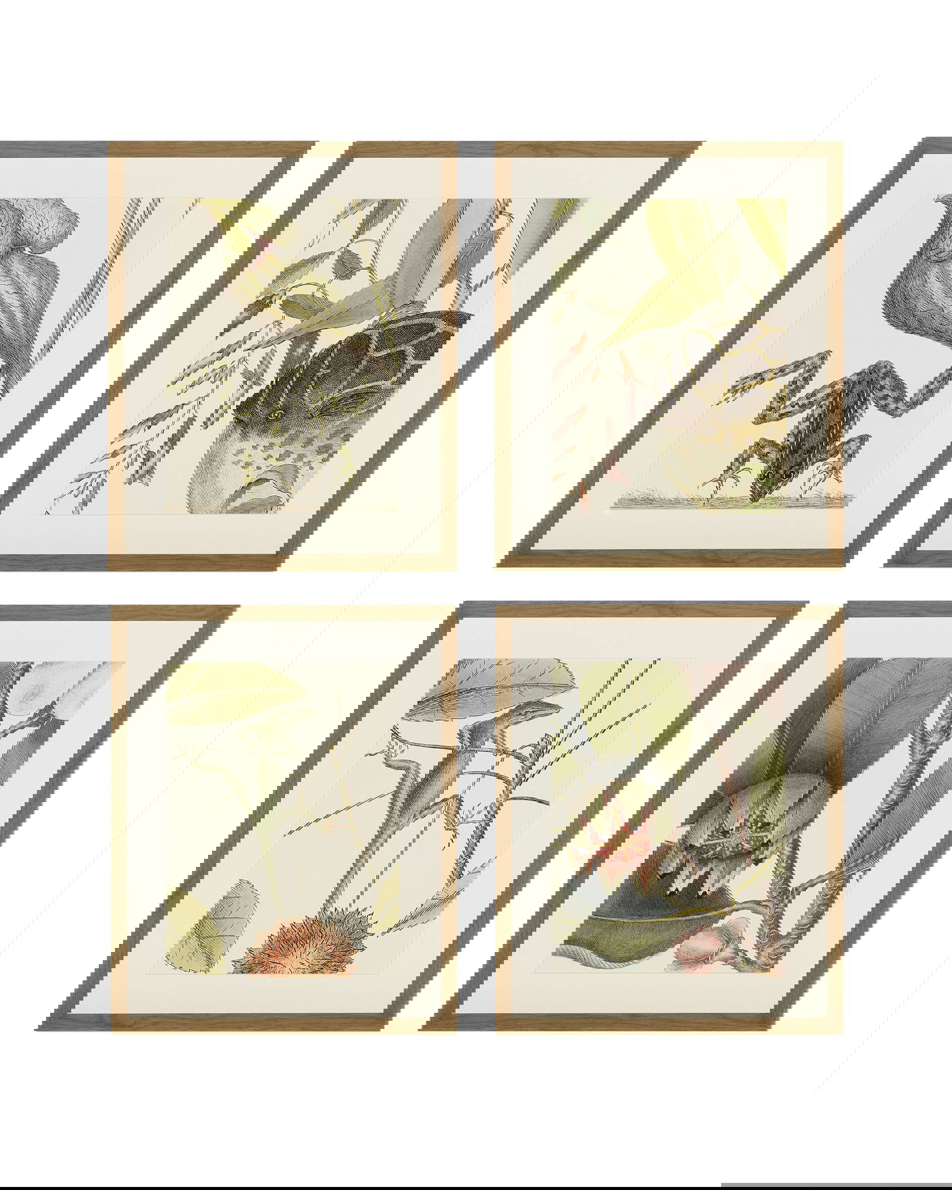 Frog, Balsam, Lizard, Fish (set of 4)