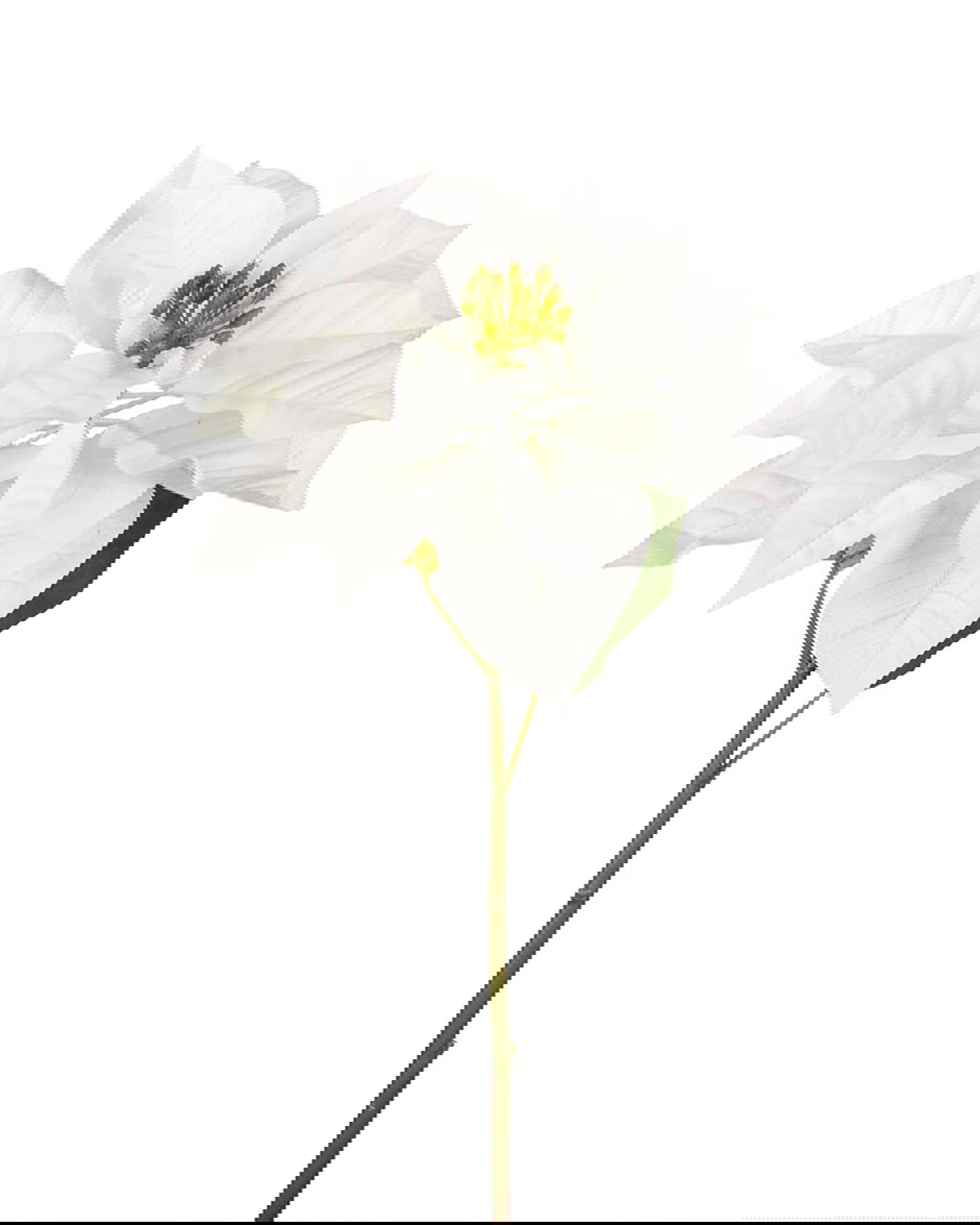 Poinsettia Cut Flower White