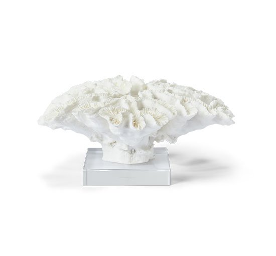 Léonie-koralli, valkoinen