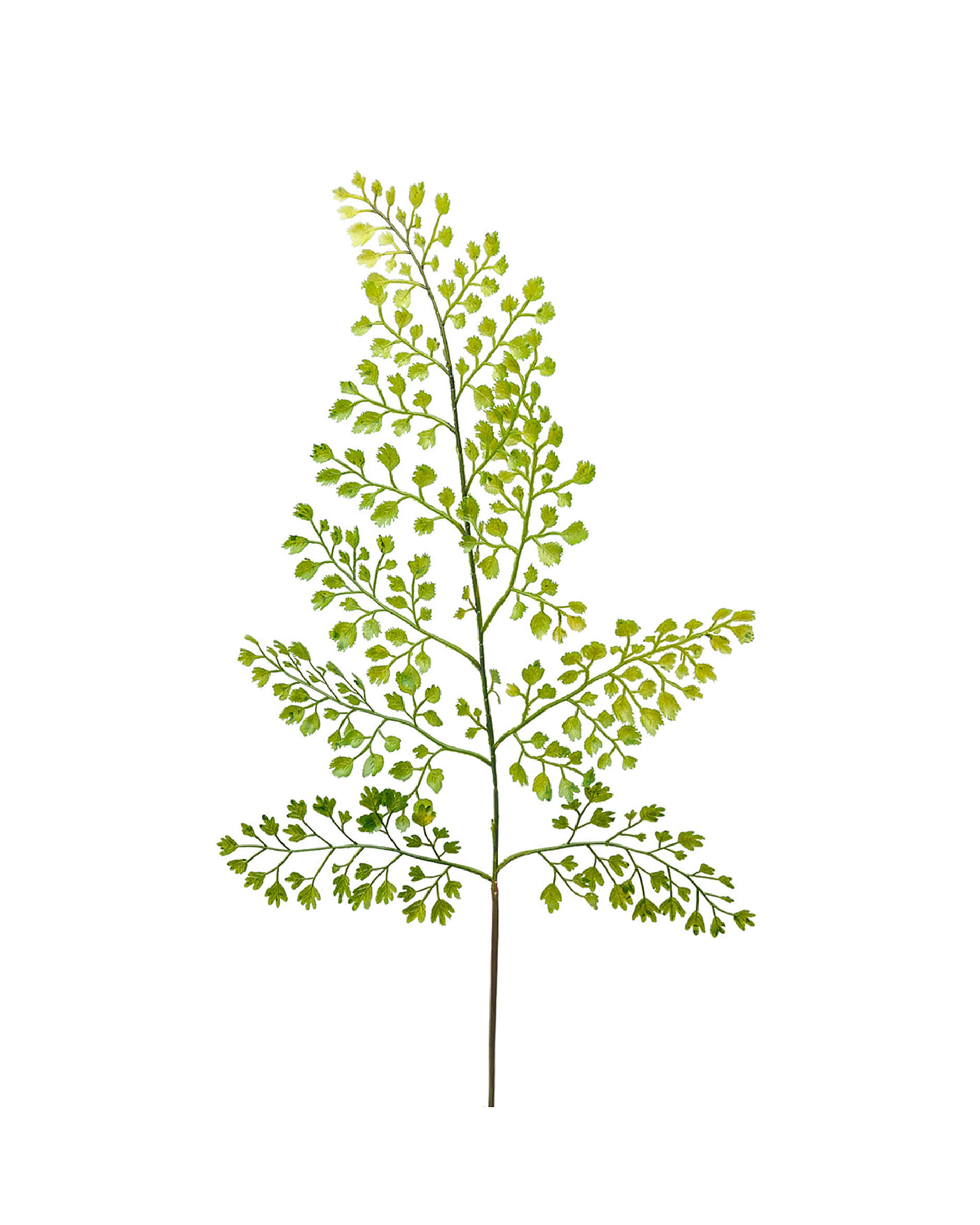 Adiantum blad grön OUTLET