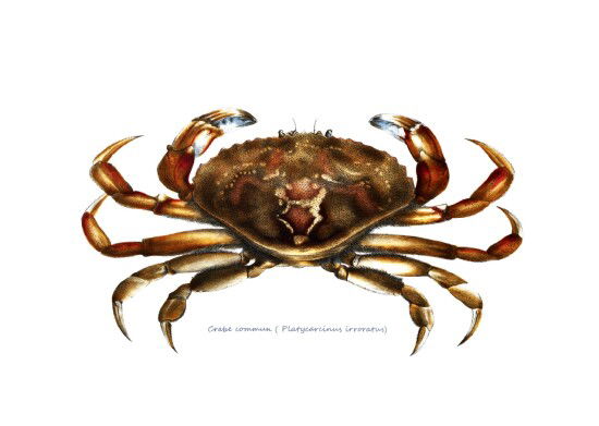 Platycarcinus Irroratus