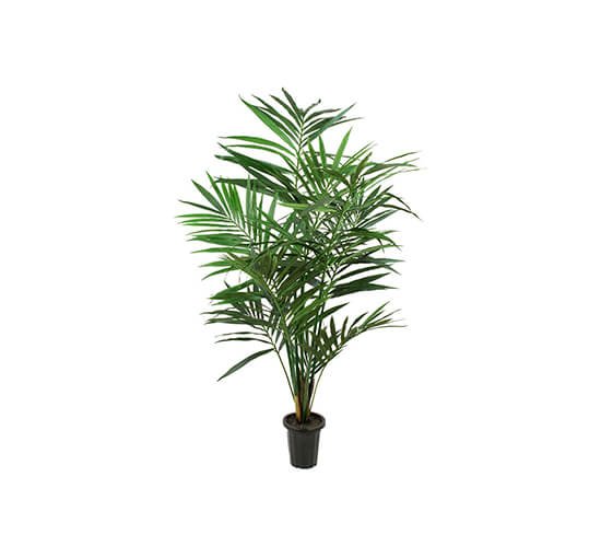 Kentia palm konstväxt grön