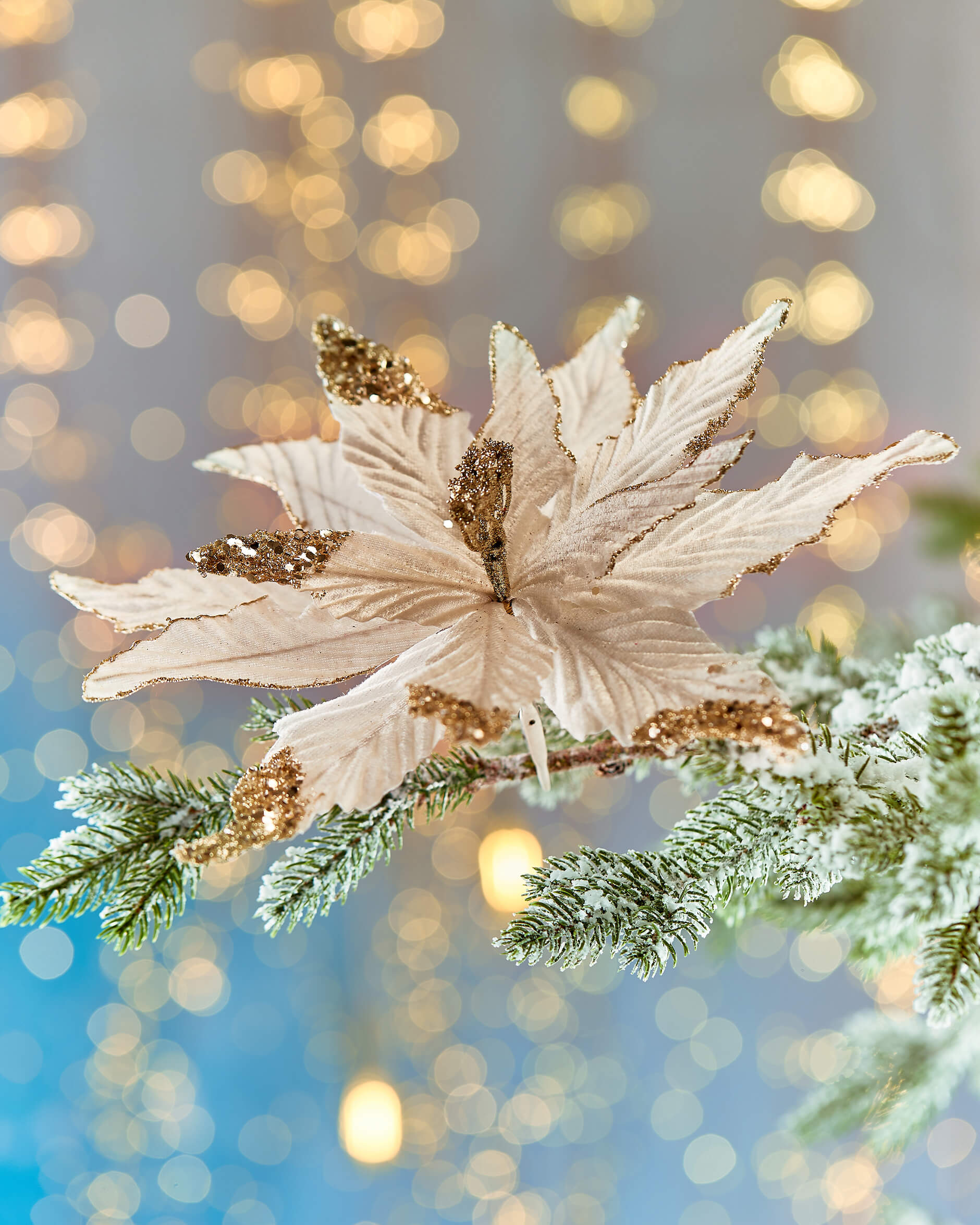 Elbert-joulutähtiklipsi, samppanja