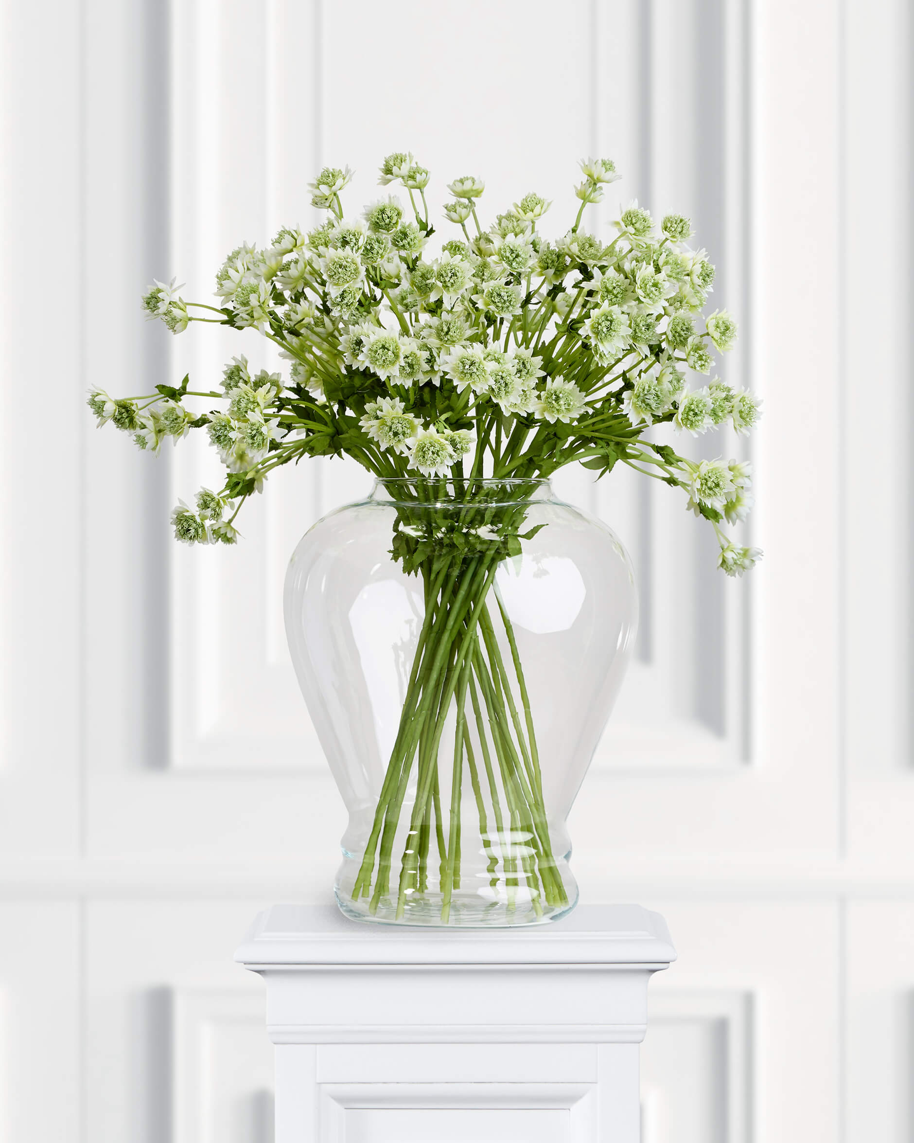 Stjärnflocka snittblomma grön