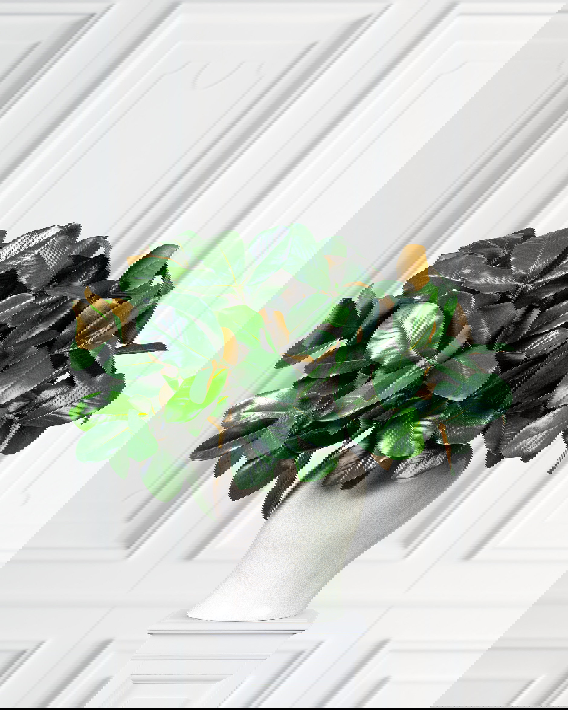 Green magnolia branch