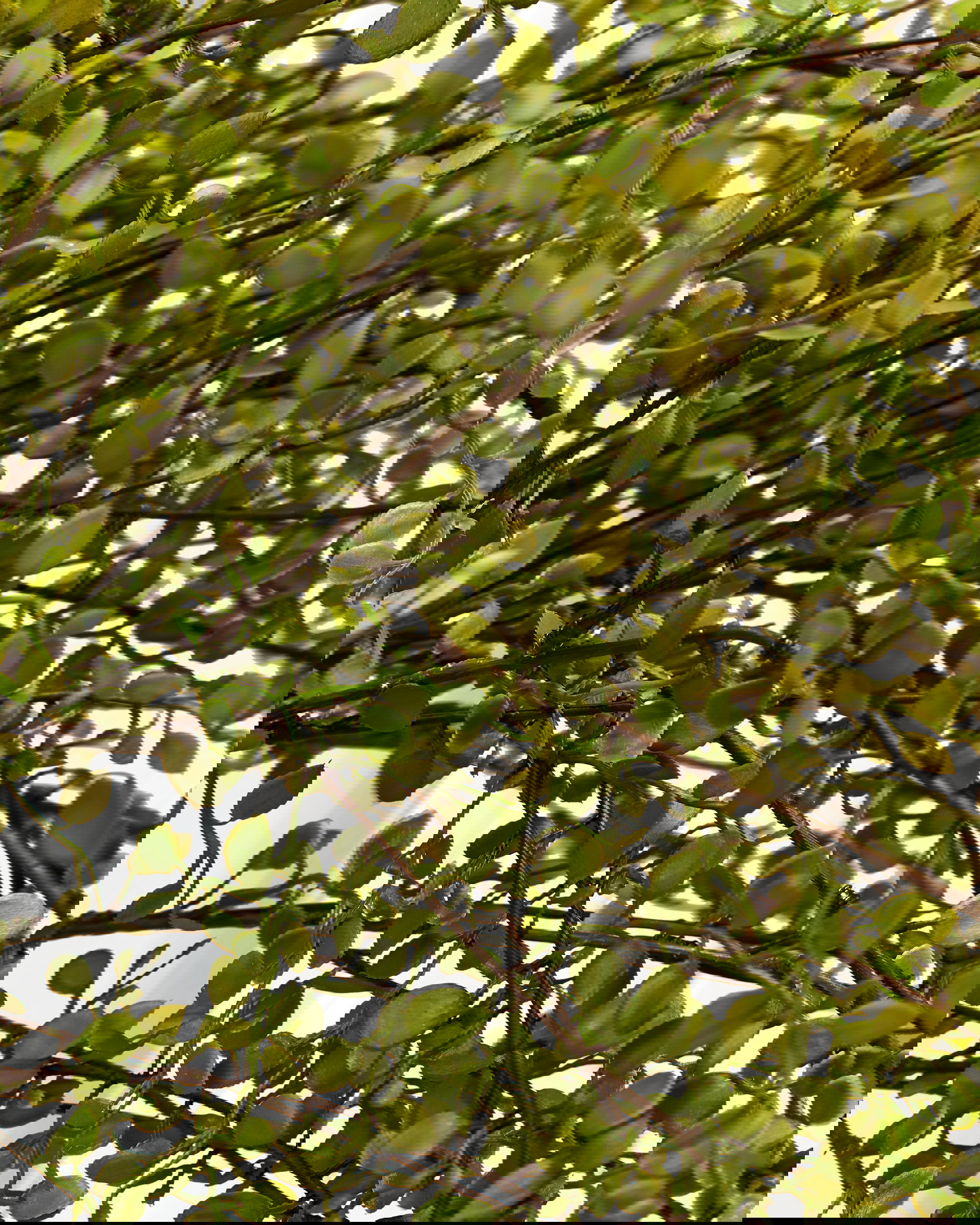 Muehlenbeckia cut flower green