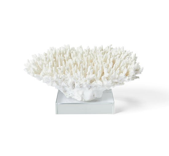 Noir-koralli, valkoinen