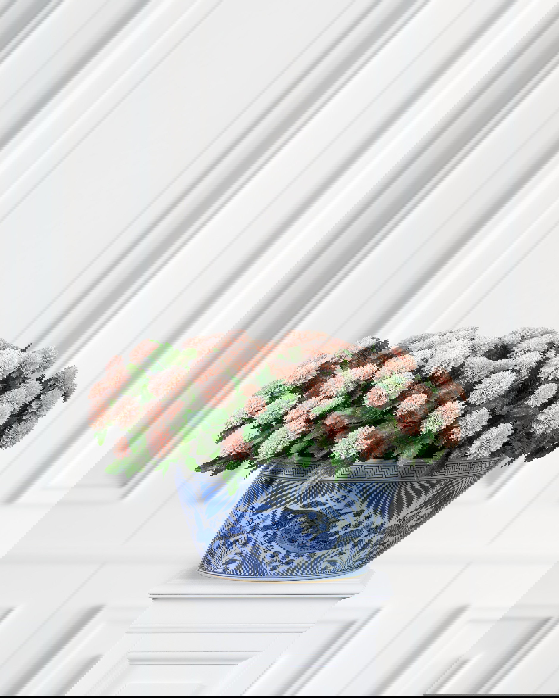 Krysantemum krukväxt rosa