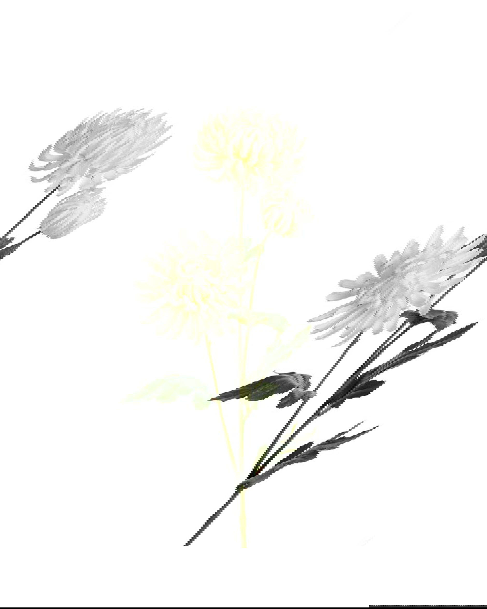 Chrysanthemum Cut Flower White