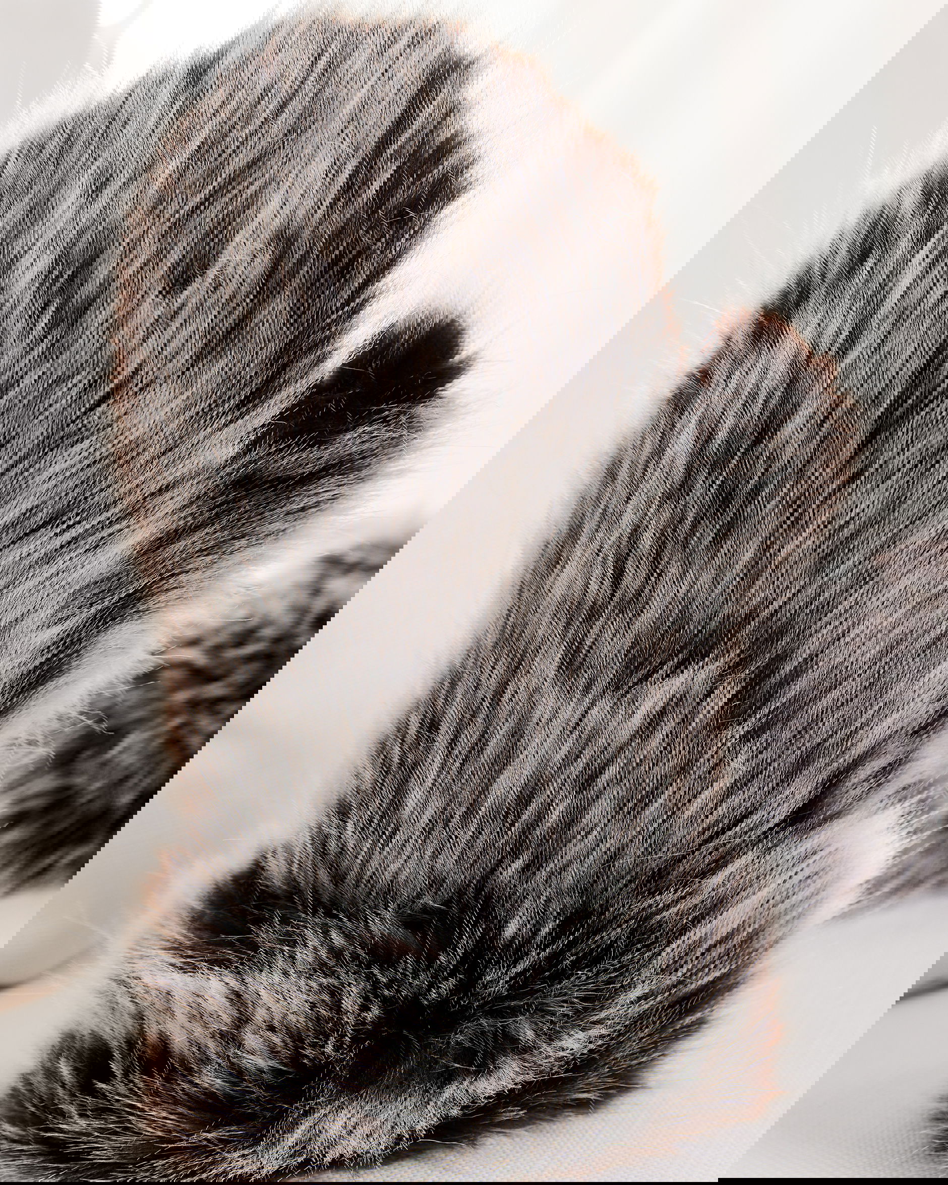 St. Moritz vantar timber wolf