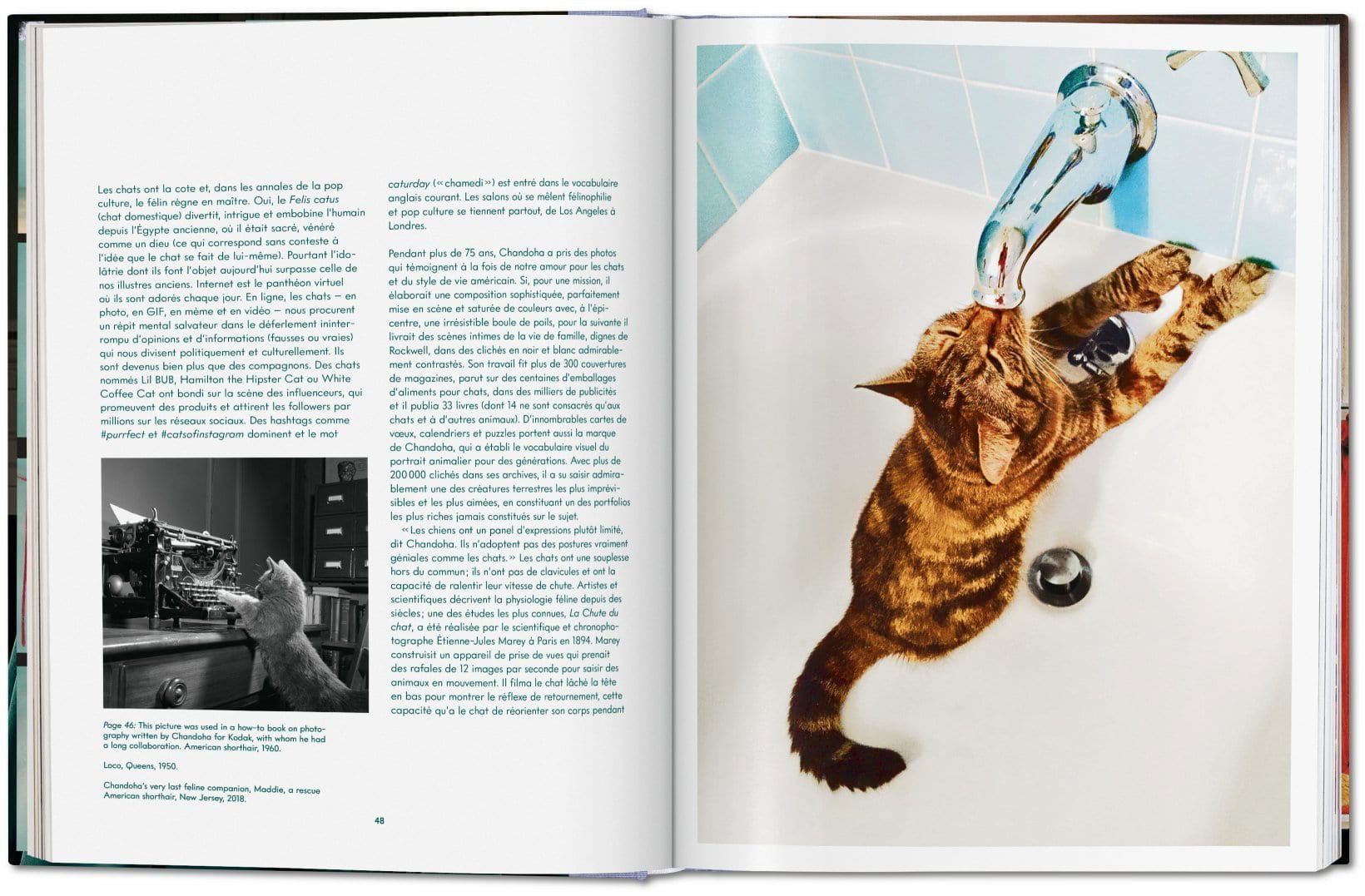 Cats - Photographs 1942–2018